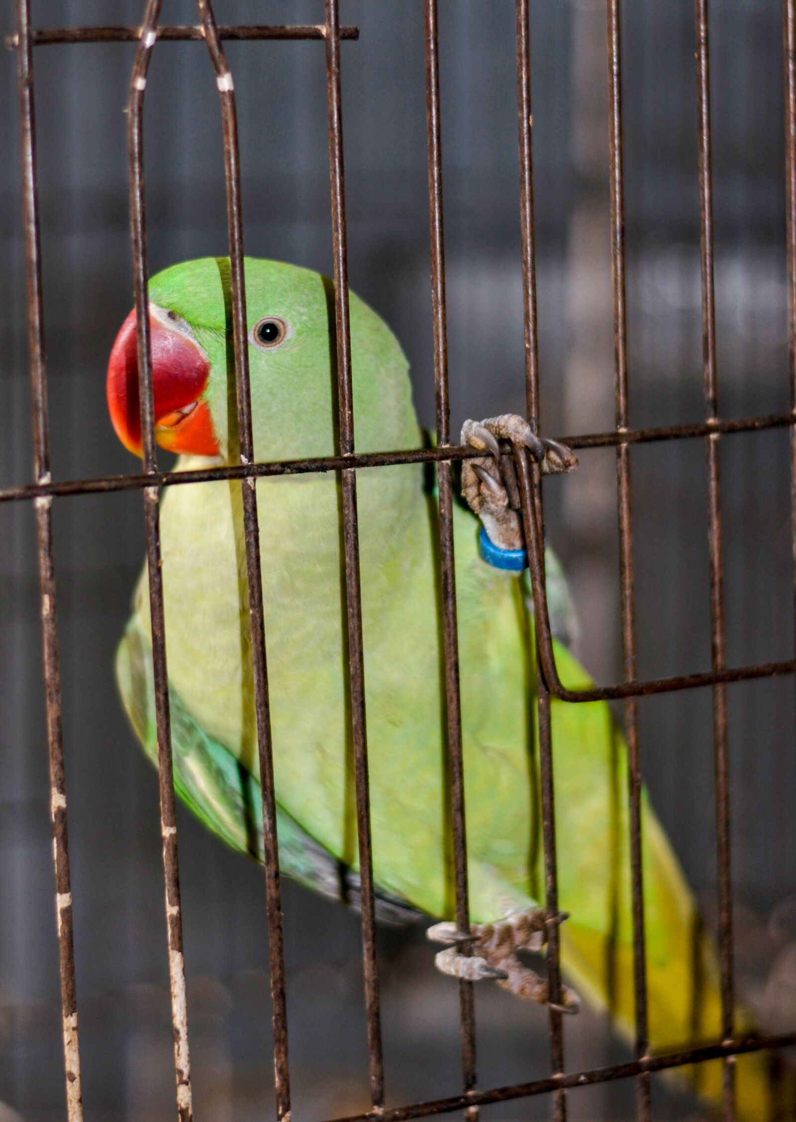 Nikon D3100 sample photo. Parrot, green parrot, parrots photography