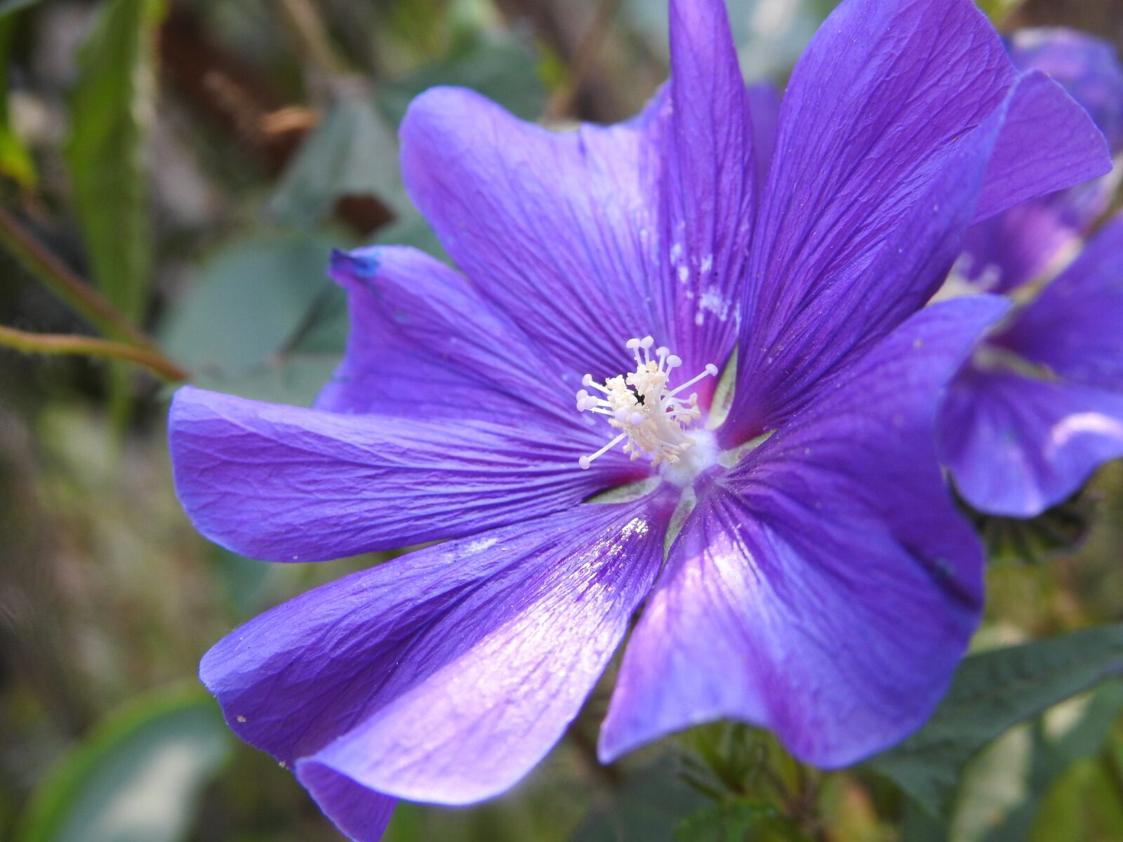 Nikon Coolpix P900 sample photo. Flower, blue, flowers photography