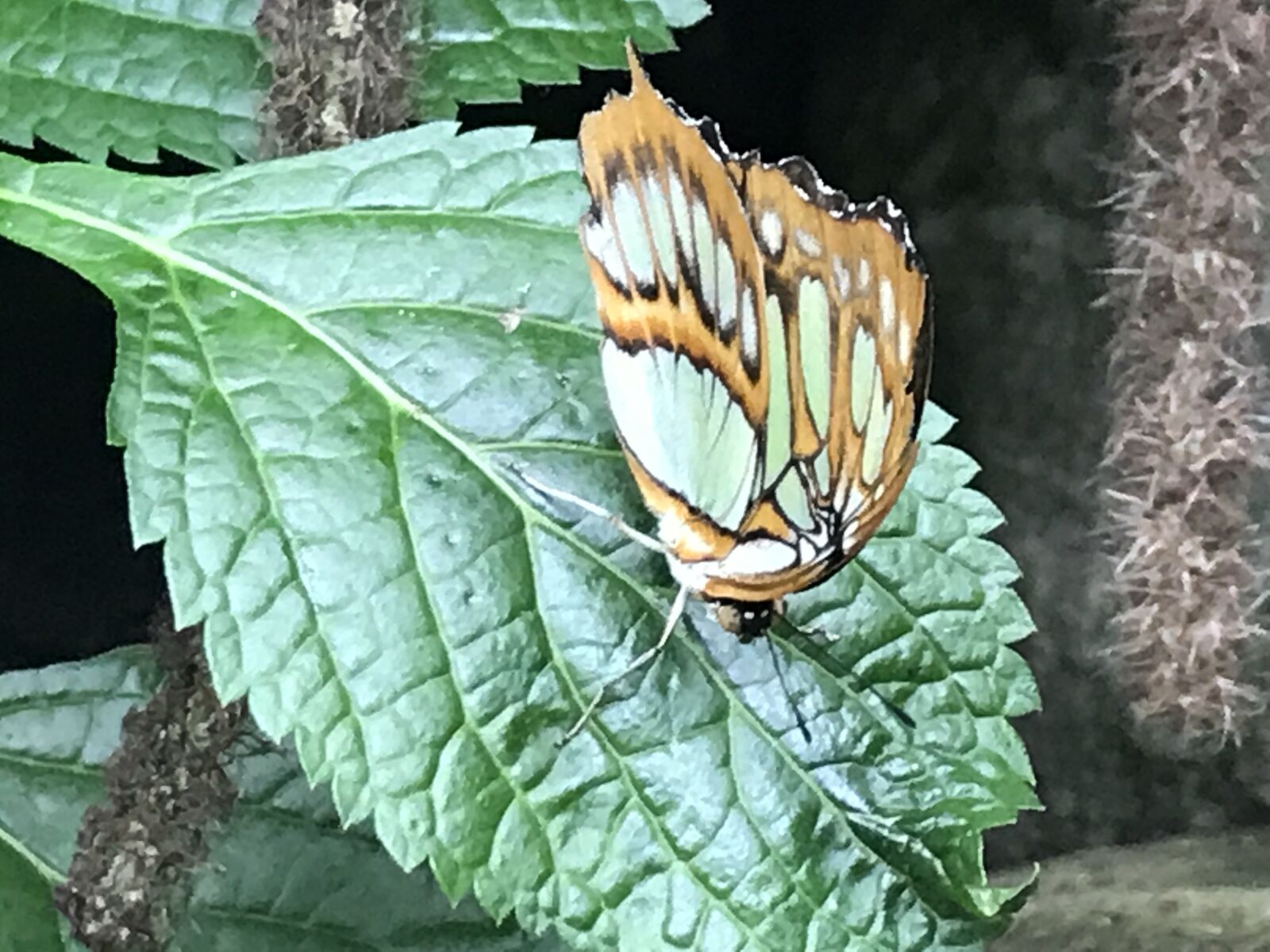 iPhone 7 back camera 3.99mm f/1.8 sample photo. Butterfly, insect, nature photography