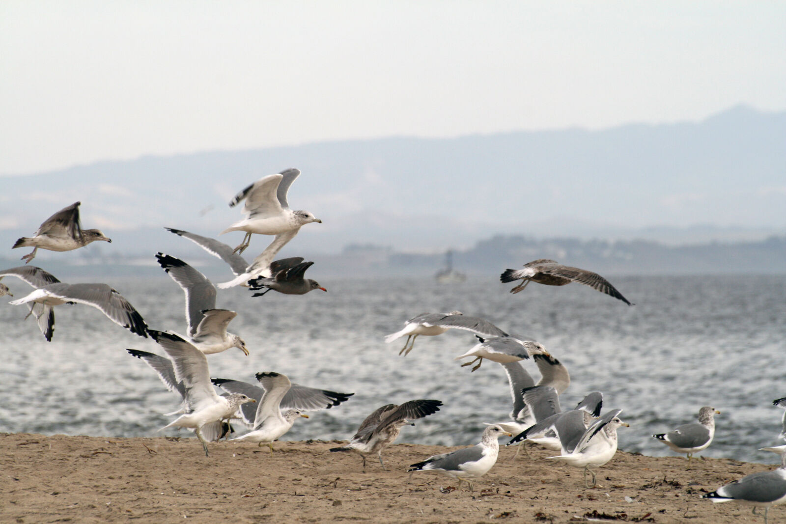 Canon EOS 400D (EOS Digital Rebel XTi / EOS Kiss Digital X) sample photo. Birds, on, the, beach photography