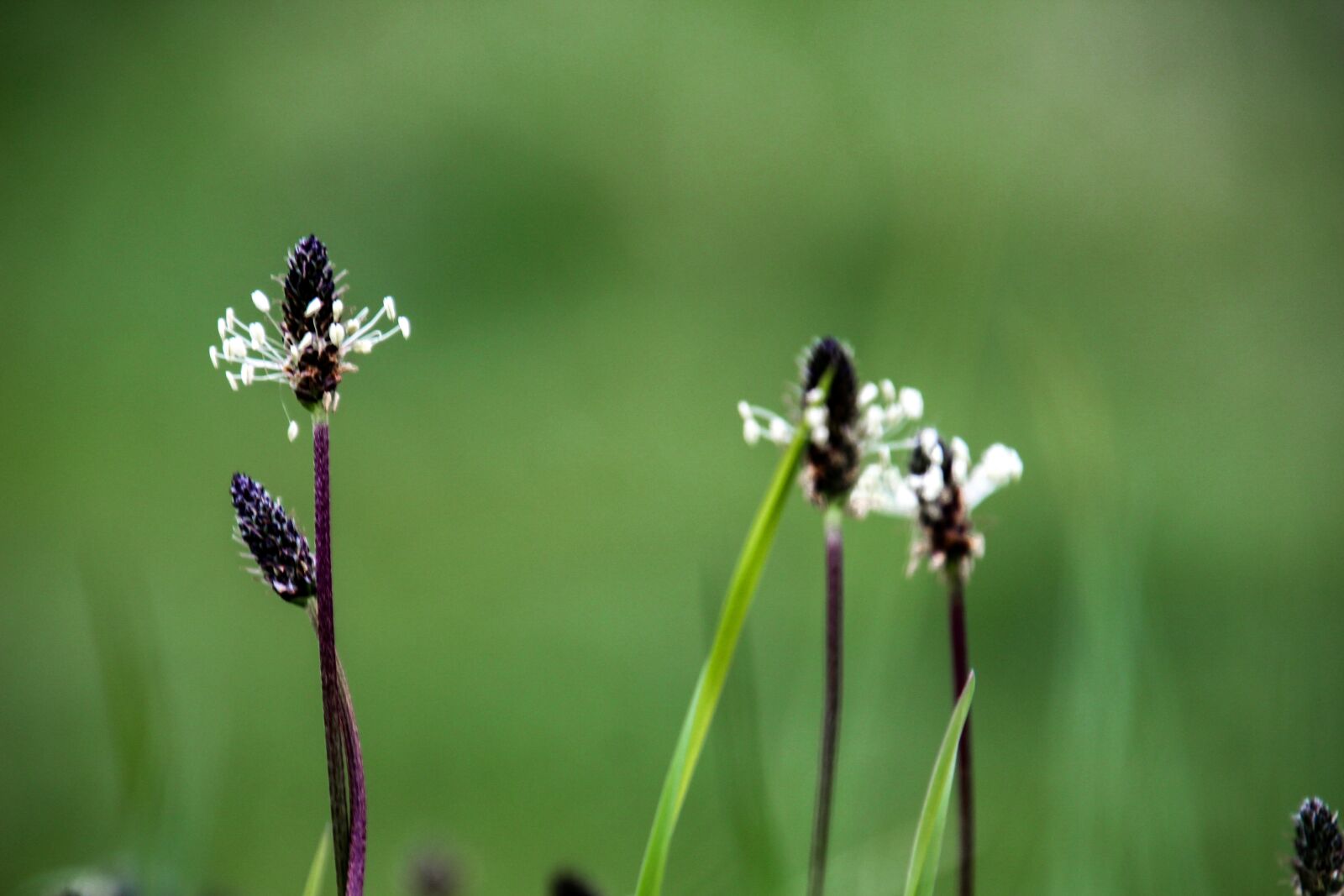 Canon EOS 700D (EOS Rebel T5i / EOS Kiss X7i) sample photo. Nature, meadow photography
