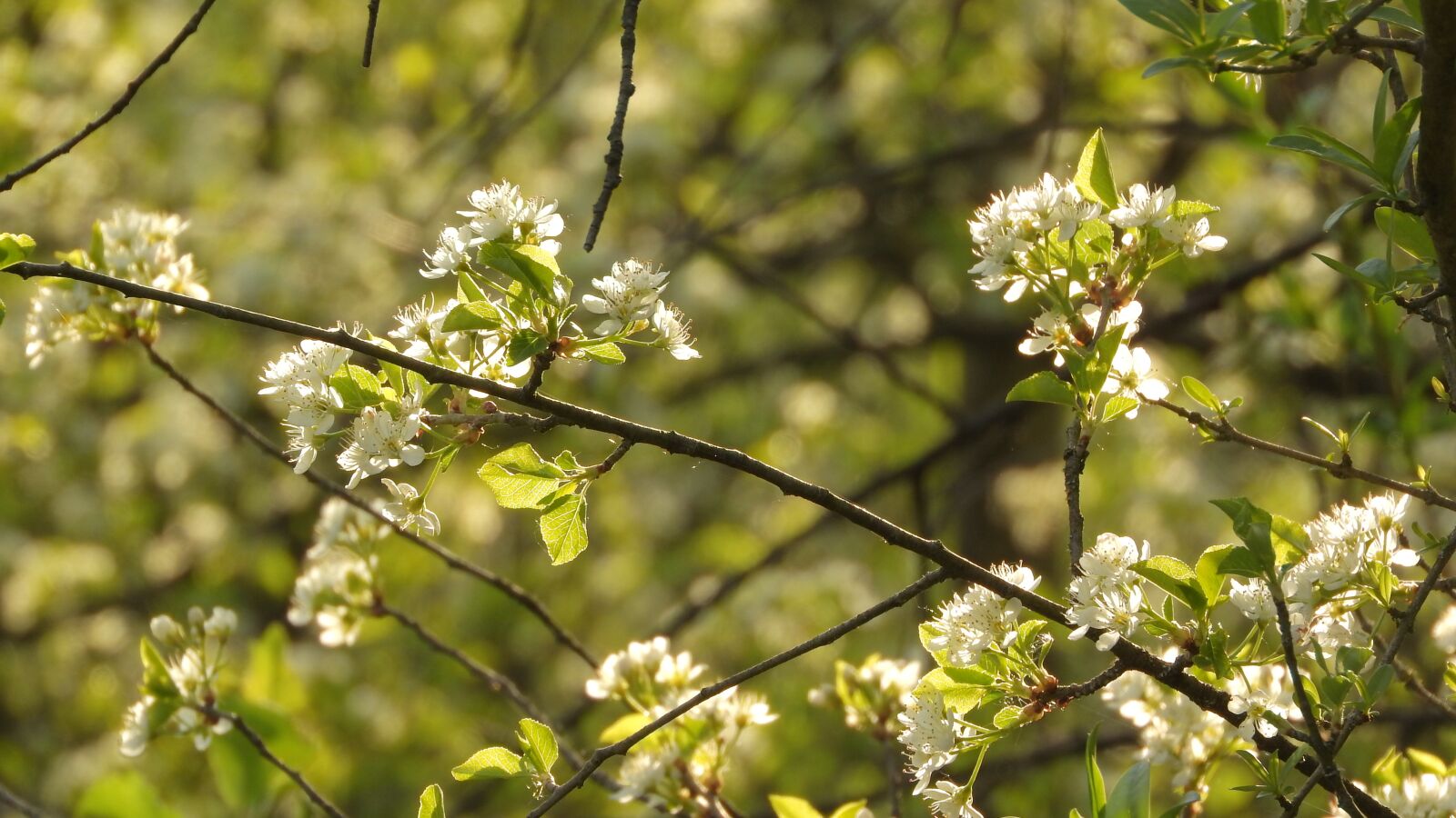 Nikon Coolpix P610 sample photo. Flowers in the sunset photography