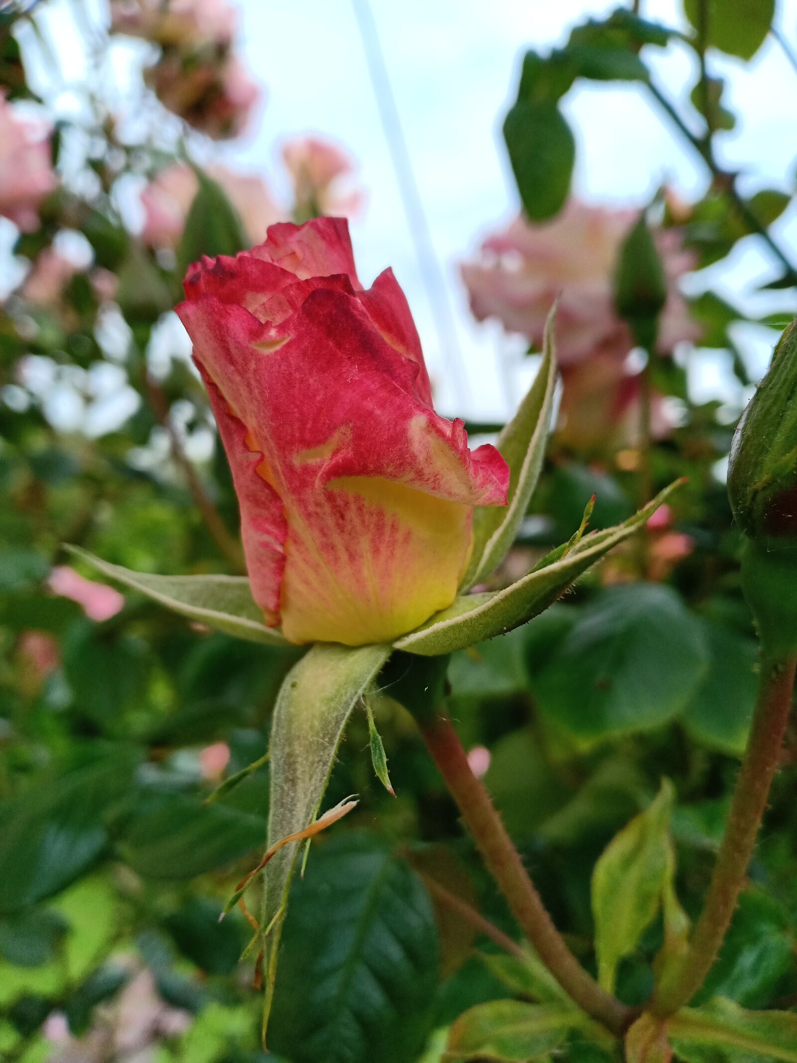 OPPO F7 sample photo. Rose, rosebud, flower bud photography