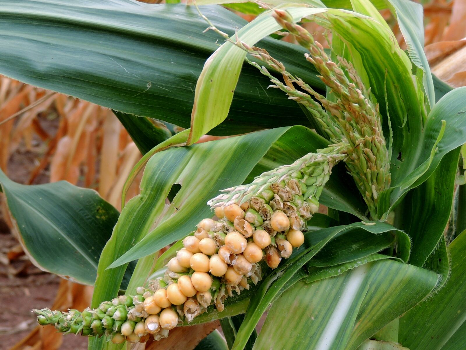Nikon Coolpix P510 sample photo. Corn, plantation, food photography