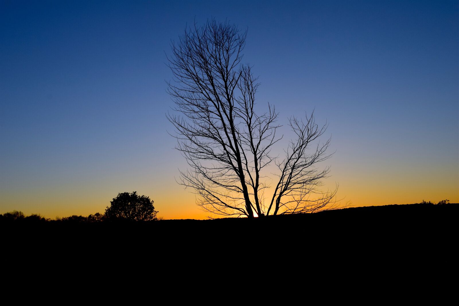 Nikon D3300 sample photo. Sunset, tree, silhouette photography