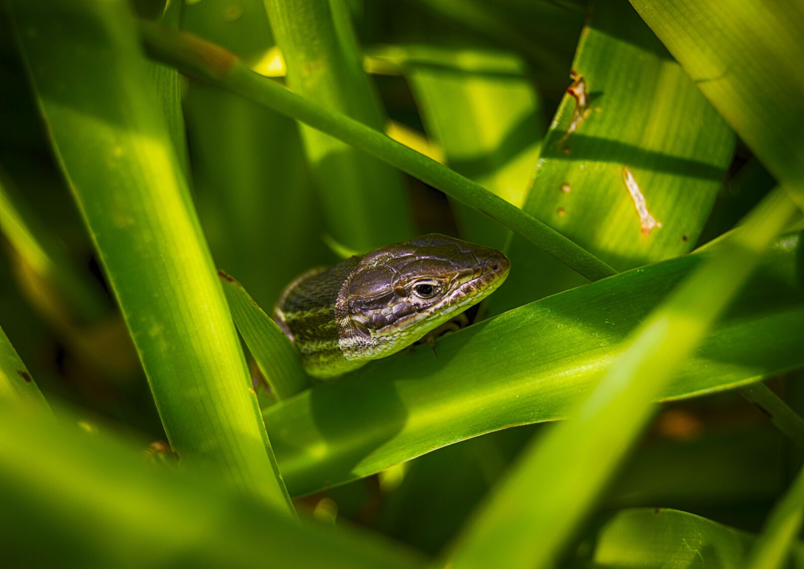 Nikon D3200 sample photo. Lizard, reptile, animal photography