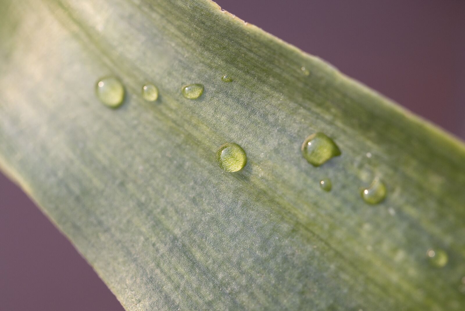 Canon EF 100mm F2.8L Macro IS USM sample photo. Green, leaf, leaves photography