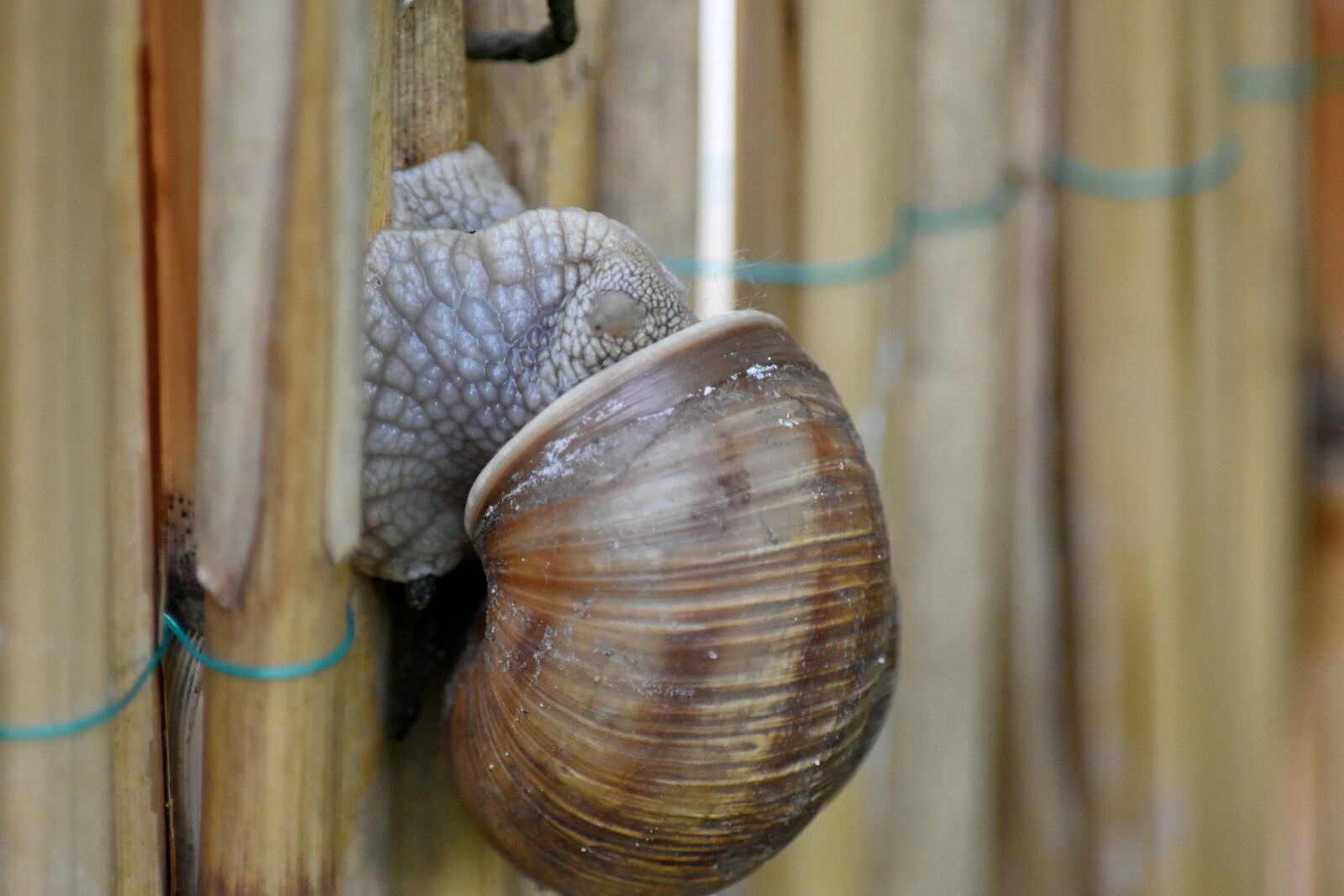 Nikon D5500 sample photo. Light brown, animal, snail photography