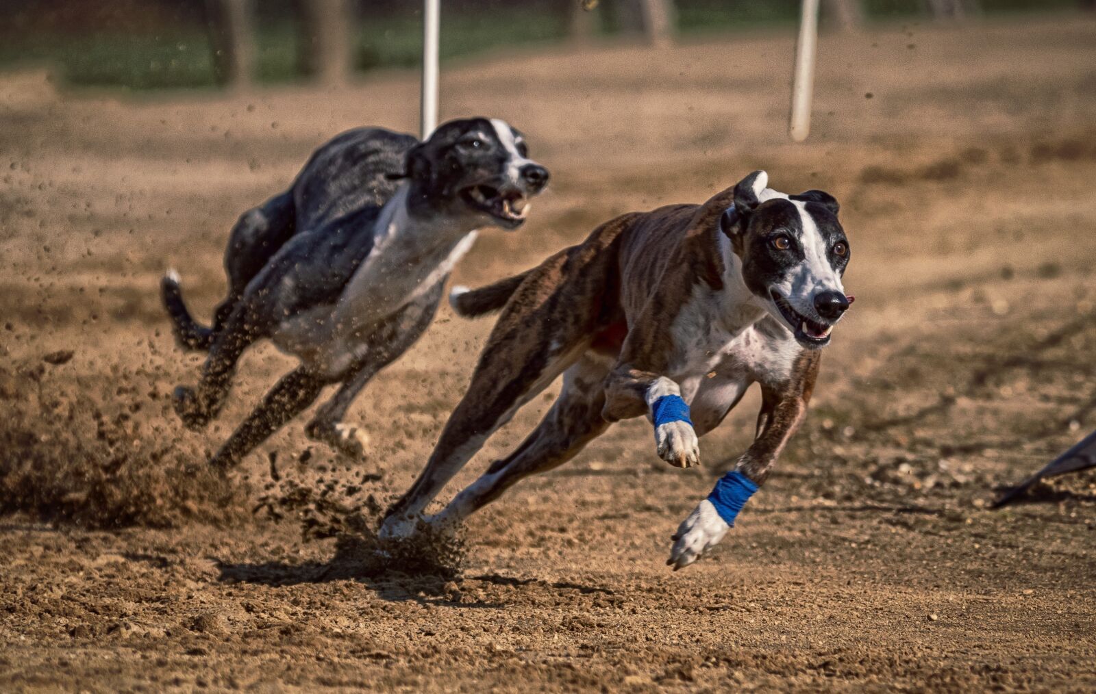 Canon EOS 80D sample photo. Dog, dog racing, greyhounds photography