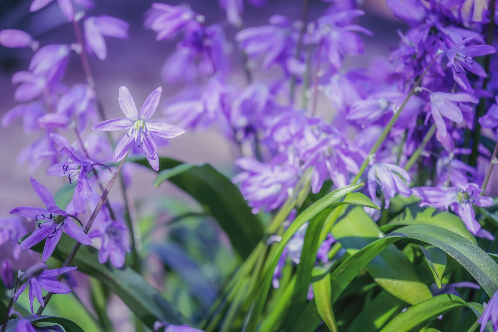 Fujifilm XF 55-200mm F3.5-4.8 R LM OIS sample photo. Blue star, scilla, flowers photography