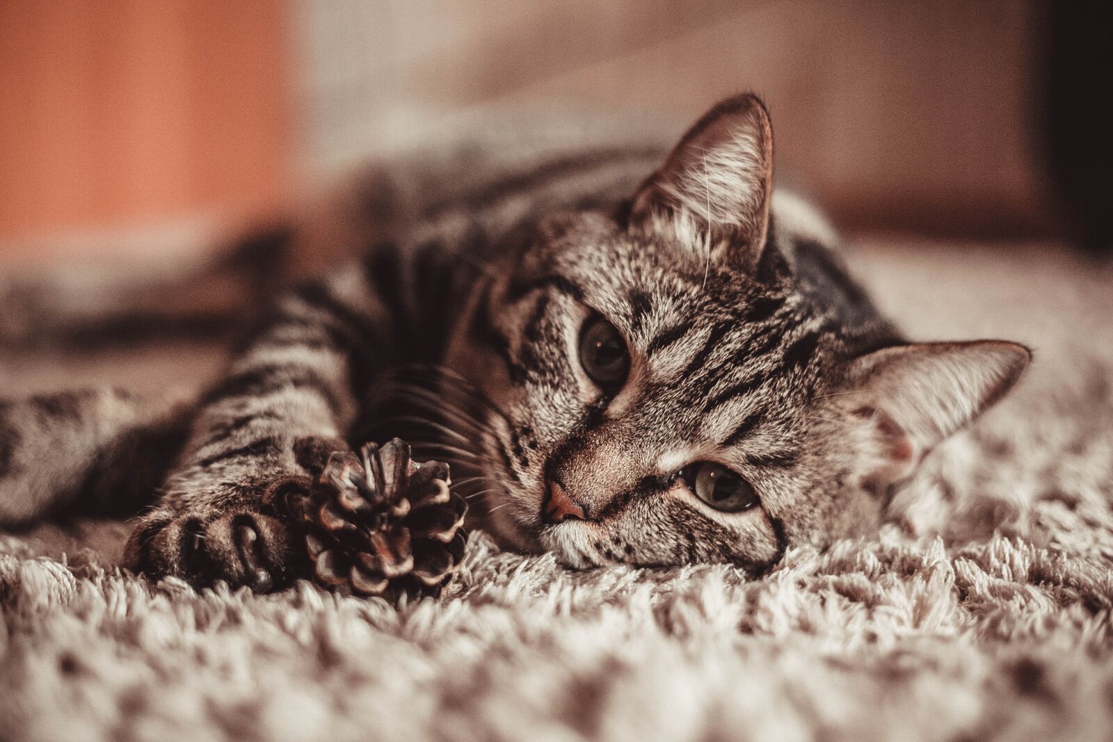 Canon EOS 5D Mark II sample photo. Cat, love, pet photography