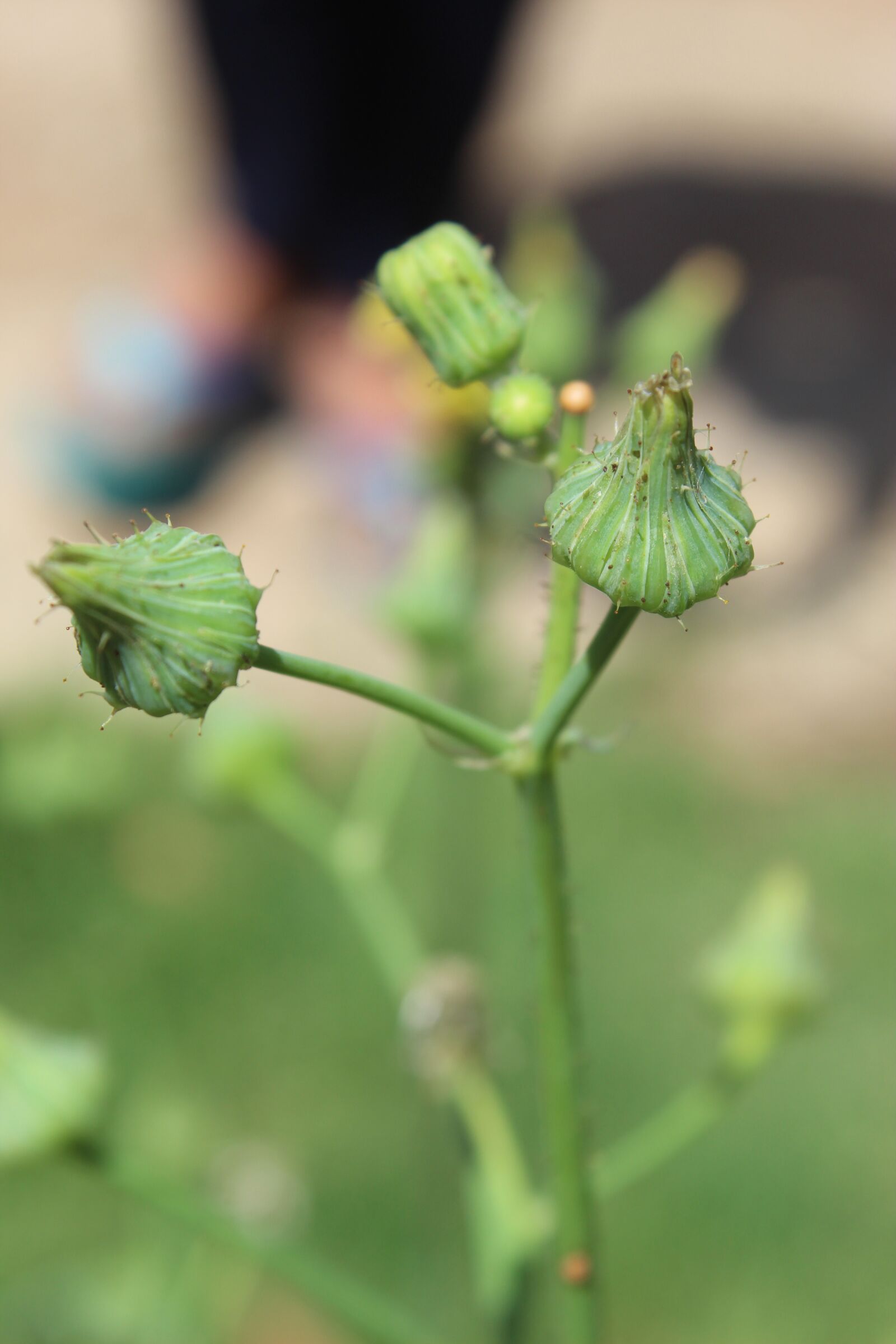 Canon EOS 1300D (EOS Rebel T6 / EOS Kiss X80) sample photo. Green, tree, flower photography