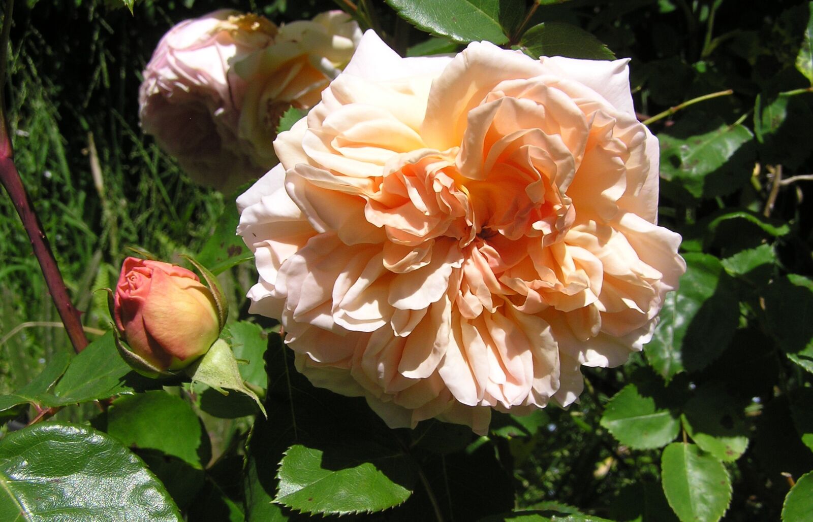 Olympus C750UZ sample photo. Rose, apricot, flower photography
