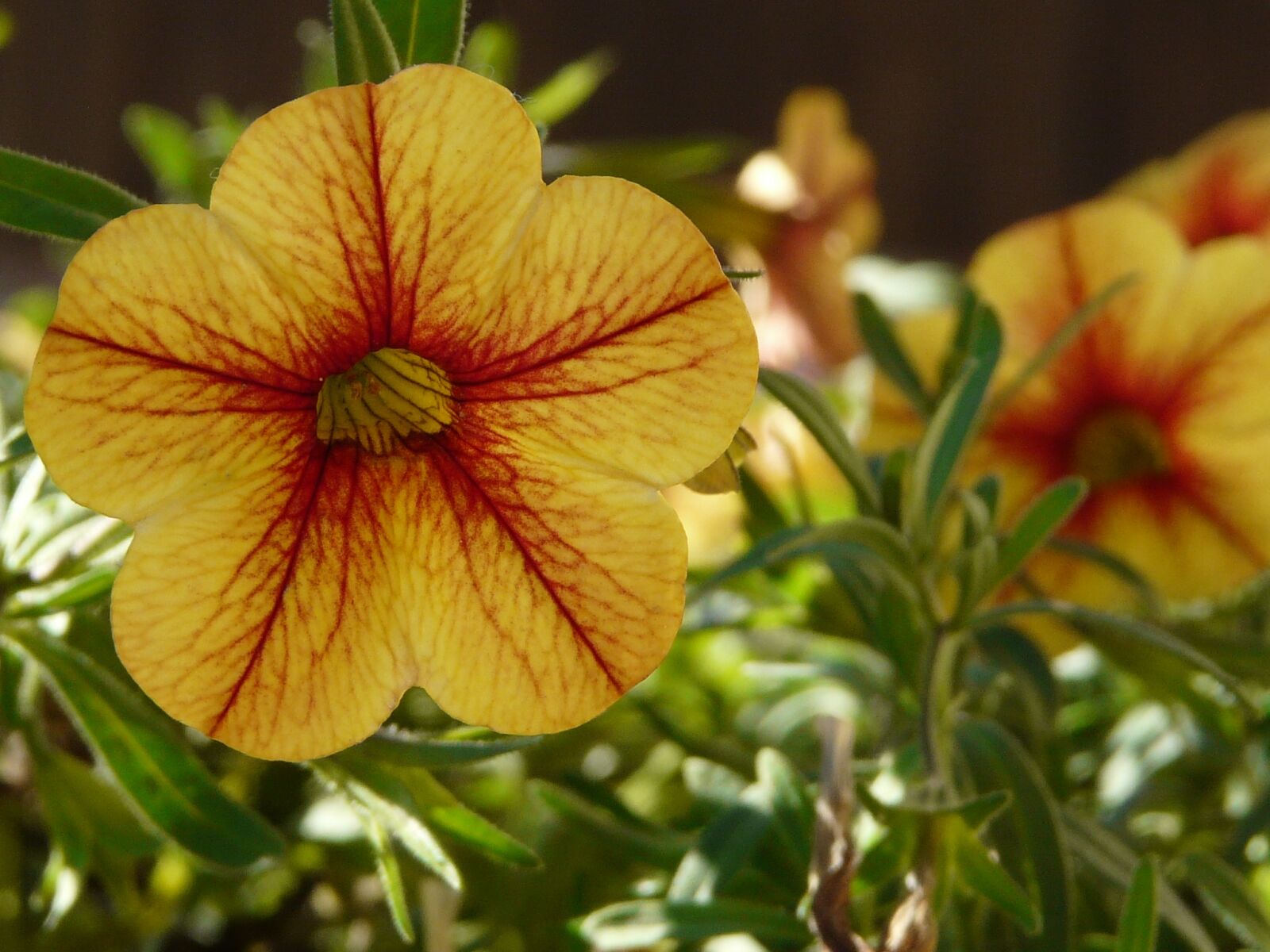 Panasonic DMC-FZ18 sample photo. Flower, nature, garden photography
