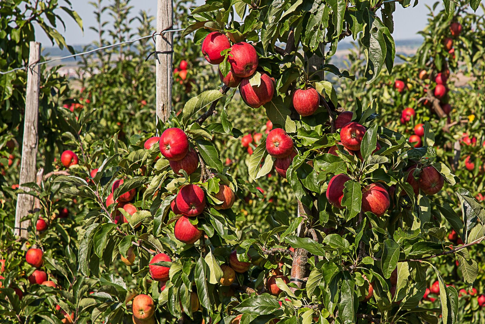 Canon EF 24-105mm F4L IS USM sample photo. Apple, apple tree, fruit photography