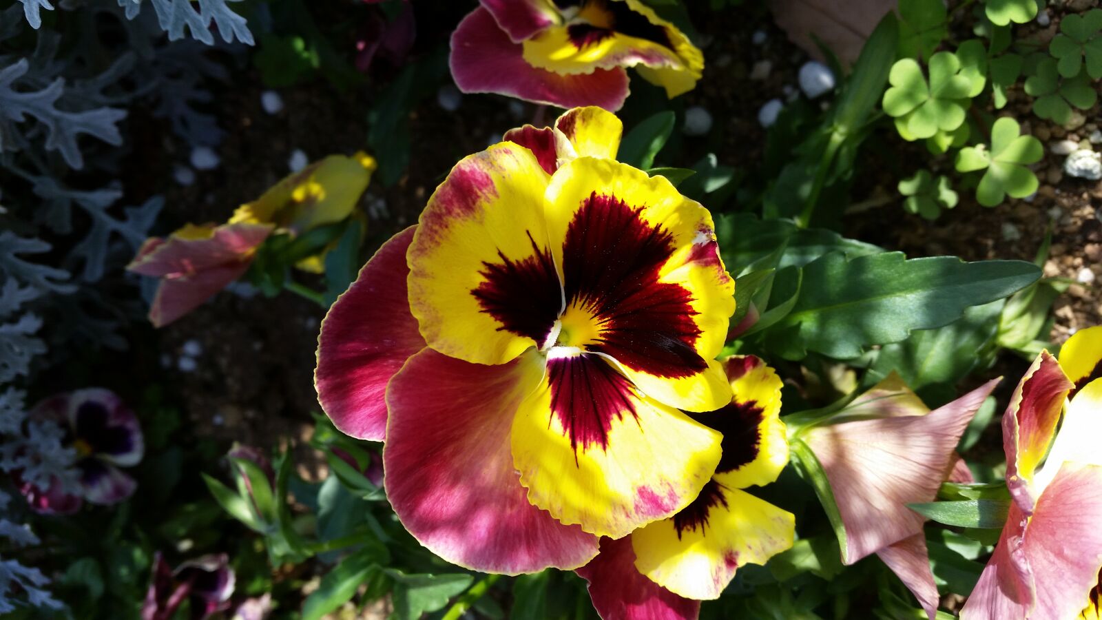 Samsung Galaxy S5 sample photo. Pansy, nature, flower photography