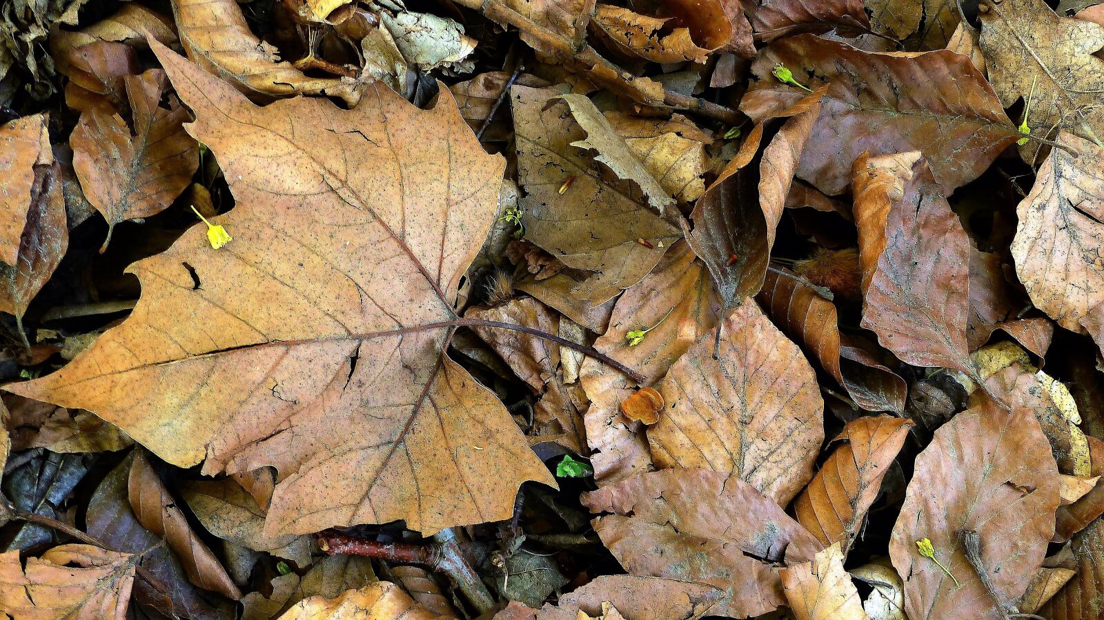 Panasonic Lumix DMC-FZ200 sample photo. Leaf, fall, nature photography