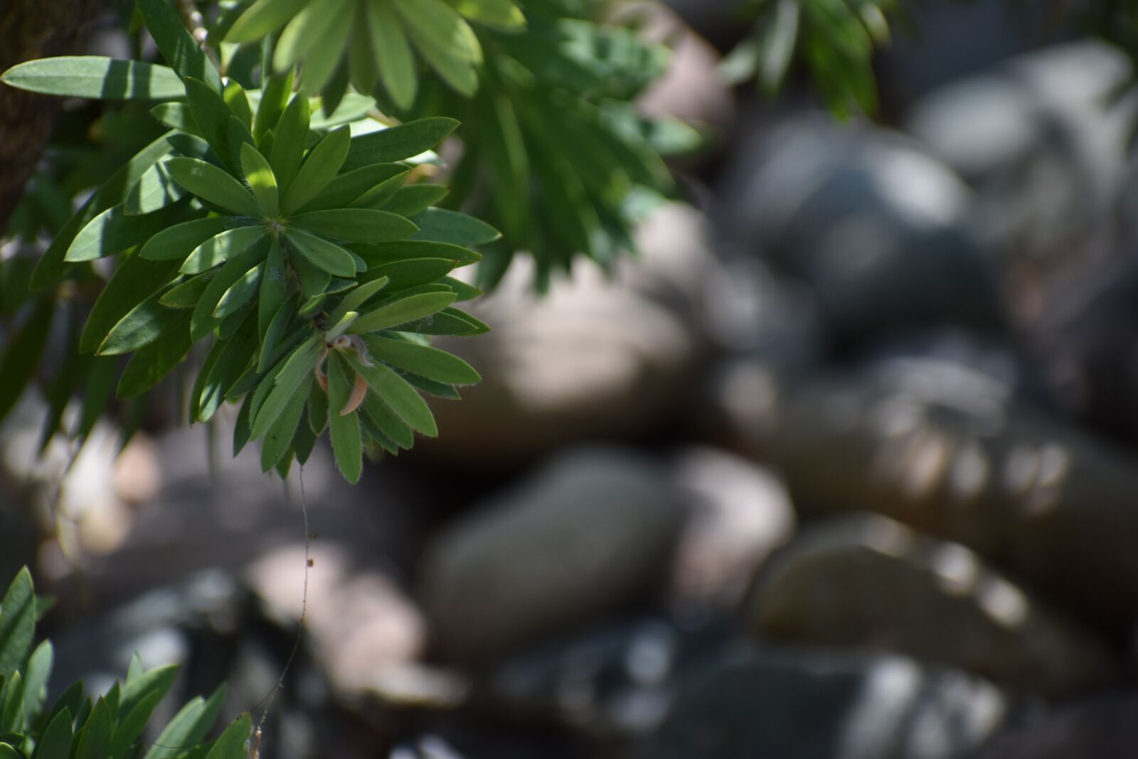 Nikon D3500 sample photo. Nature, stone, plant photography