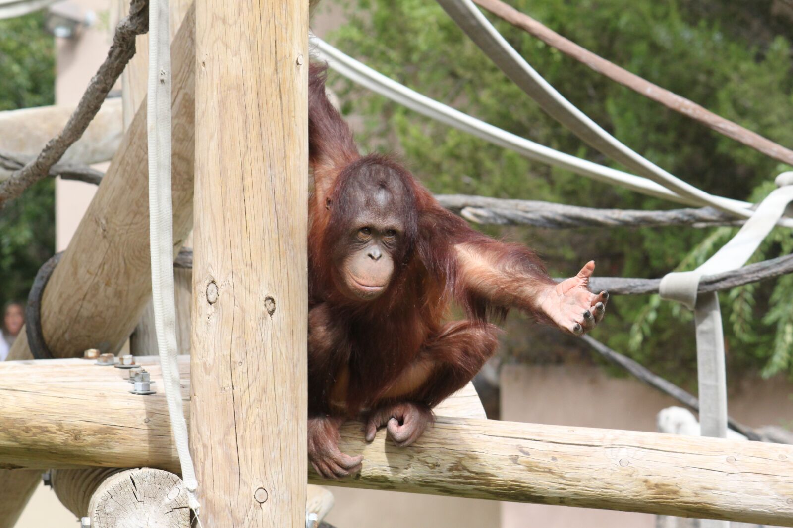 Canon EOS 500D (EOS Rebel T1i / EOS Kiss X3) sample photo. Chimpanzee, reaching, zoo photography