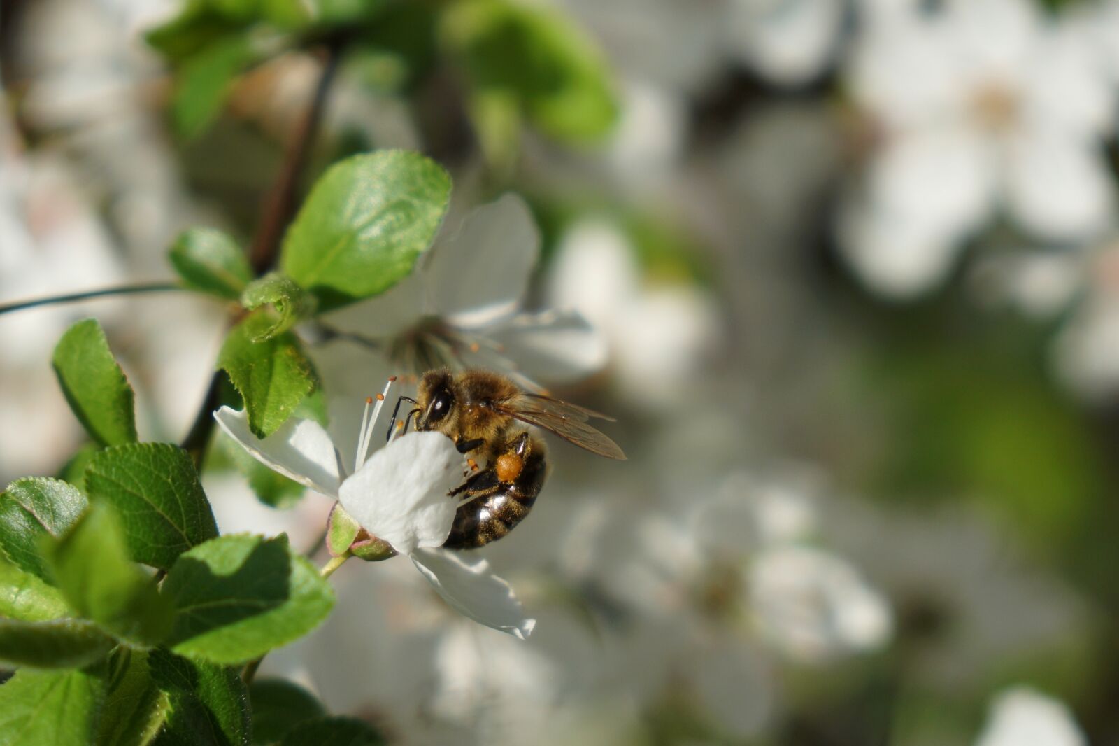Sony a6300 + Sony Vario-Tessar T* E 16-70mm F4 ZA OSS sample photo. Bee, flower, spring photography