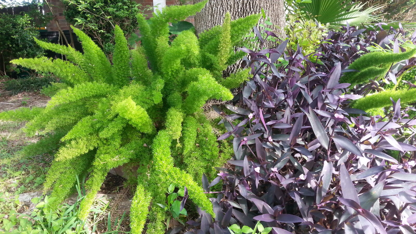 Samsung Galaxy S3 sample photo. Foxtail, fern, green, purple photography