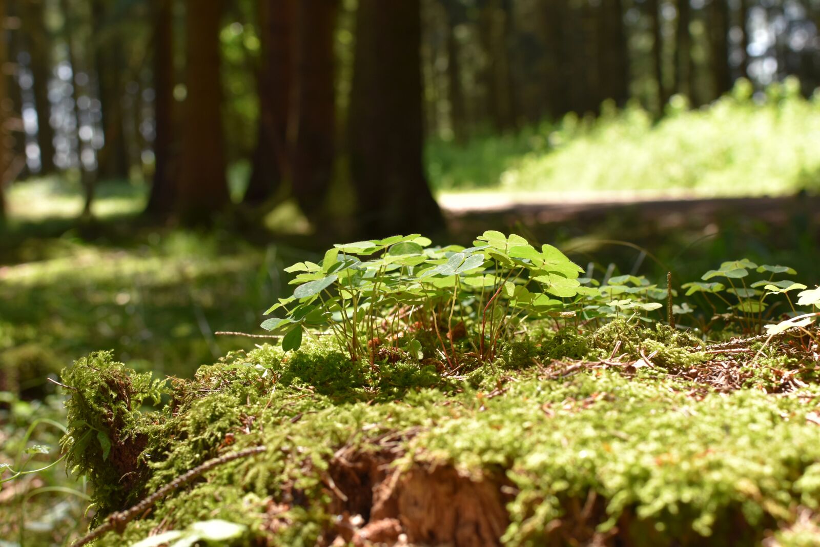 Nikon D3500 sample photo. Klee, forest, moss photography