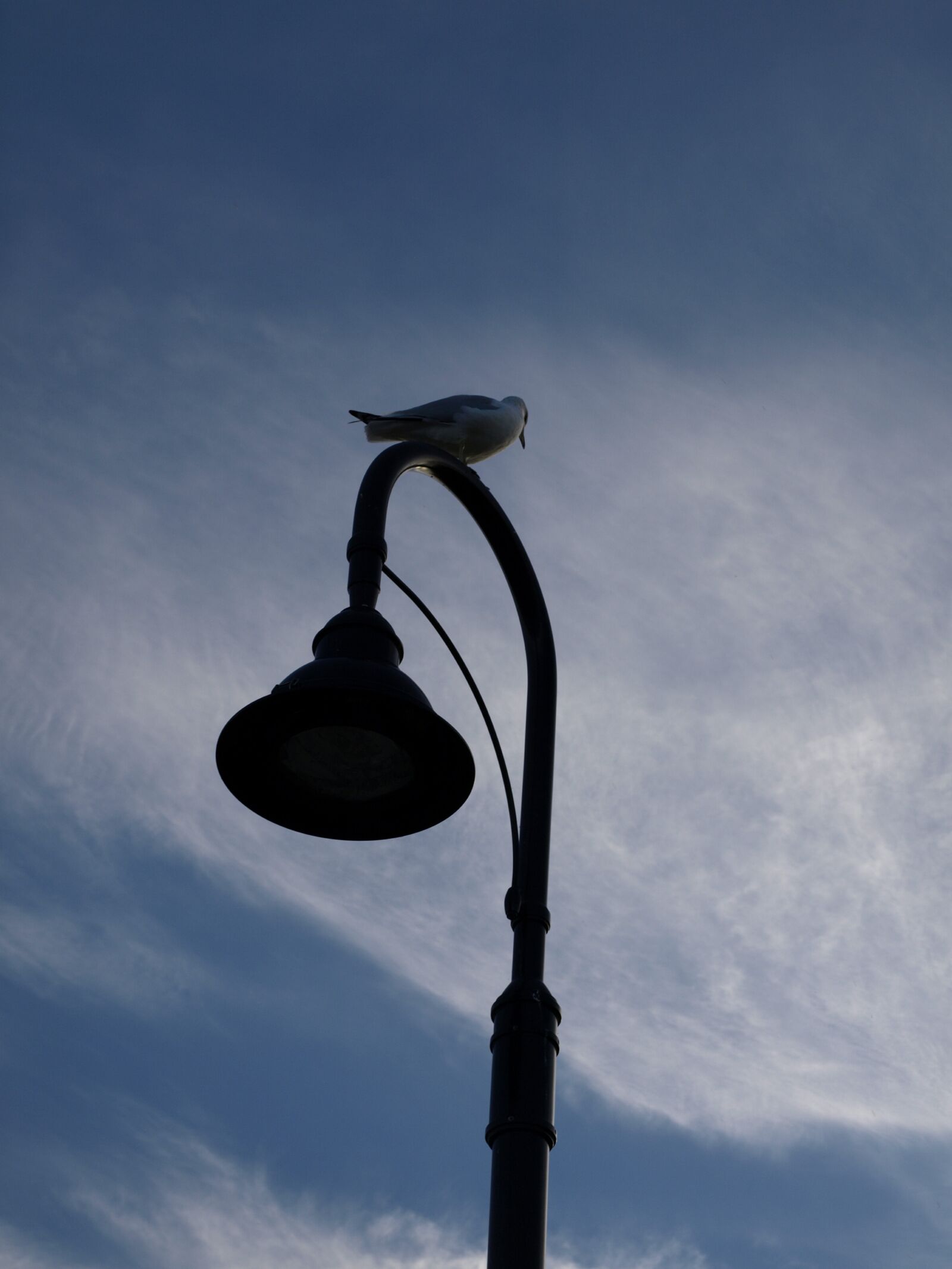 Olympus E-410 (EVOLT E-410) sample photo. Silhouette, bird, lamp photography
