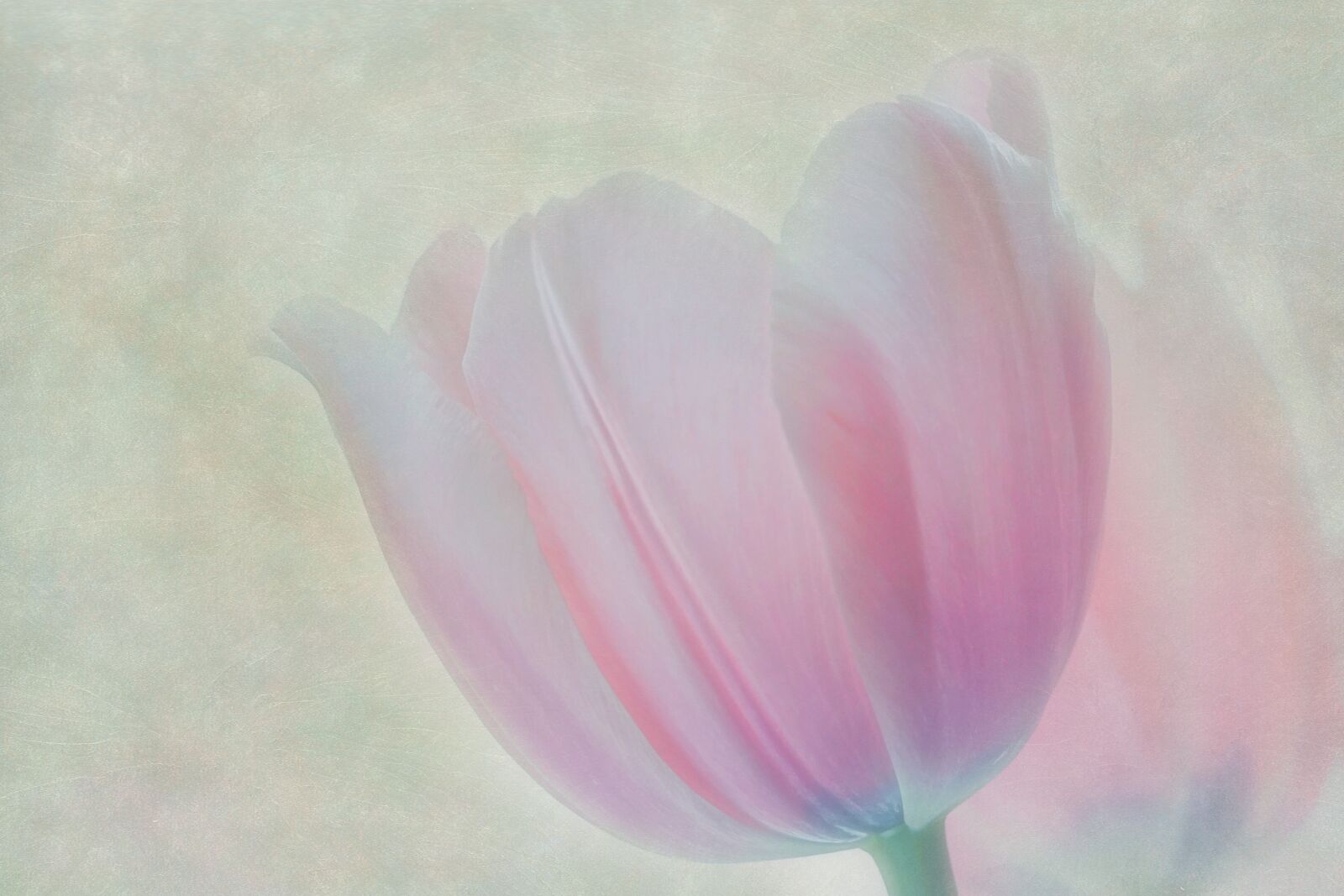 Sony a6300 sample photo. Tulip, texture, bud photography