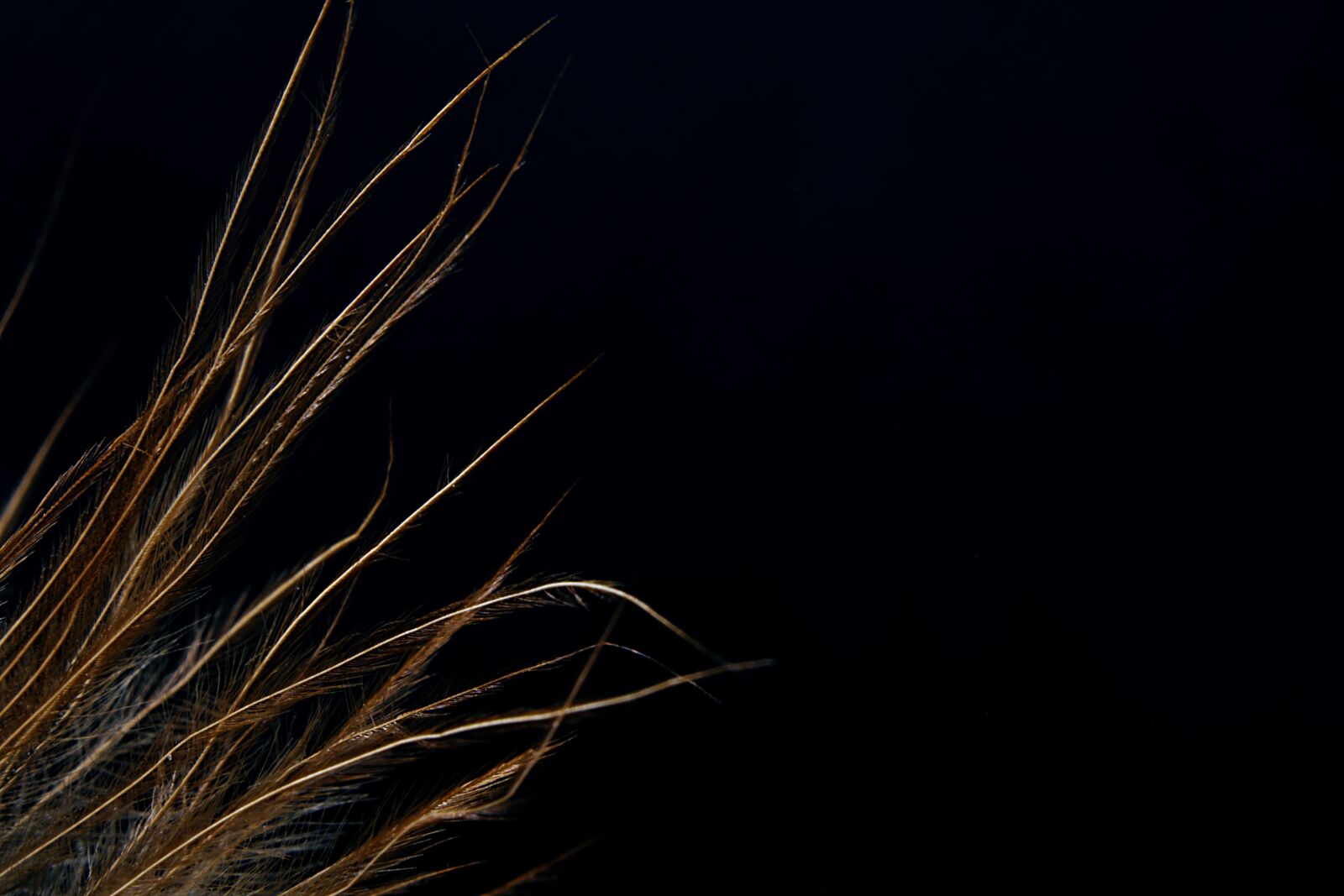Canon EOS 750D (EOS Rebel T6i / EOS Kiss X8i) sample photo. Feather, bird, avian photography