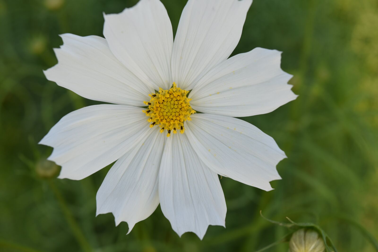 Nikon D5500 sample photo. Flower, white flower, nature photography