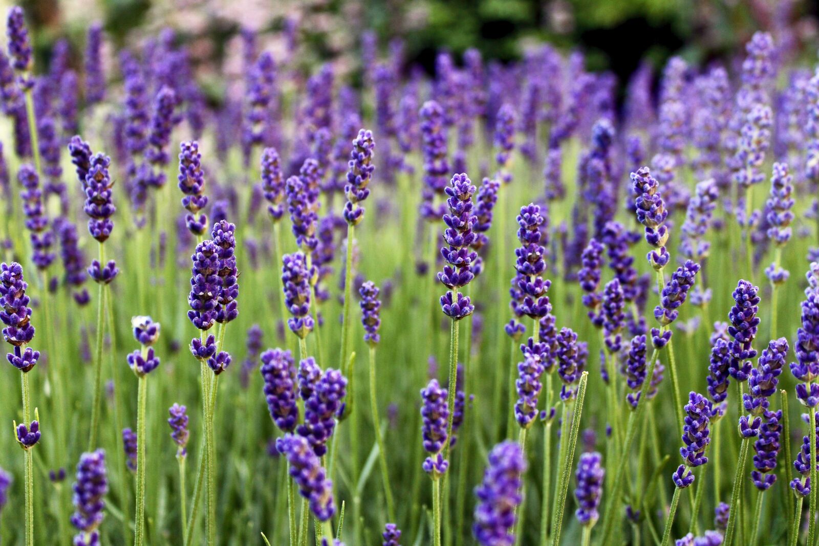 Canon EOS 1300D (EOS Rebel T6 / EOS Kiss X80) sample photo. Lavender, flowers, purple photography