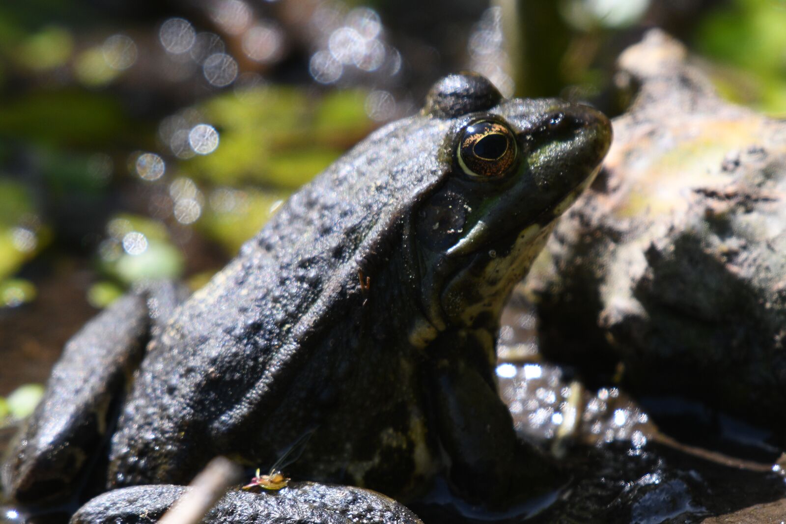 Nikon D500 sample photo. Frog, water lily, nature photography