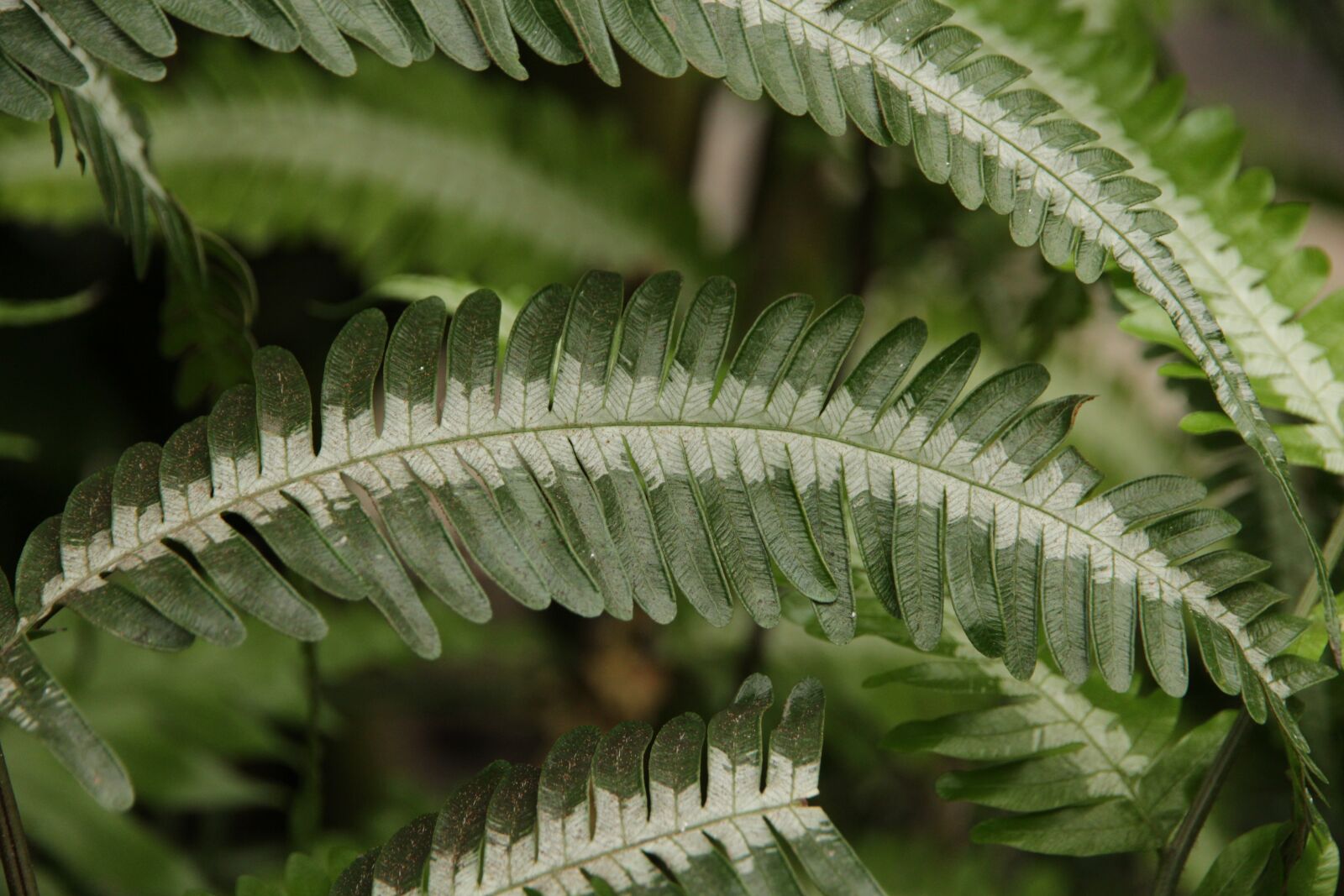 Canon EOS 650D (EOS Rebel T4i / EOS Kiss X6i) sample photo. Silver brake fern, pteris photography
