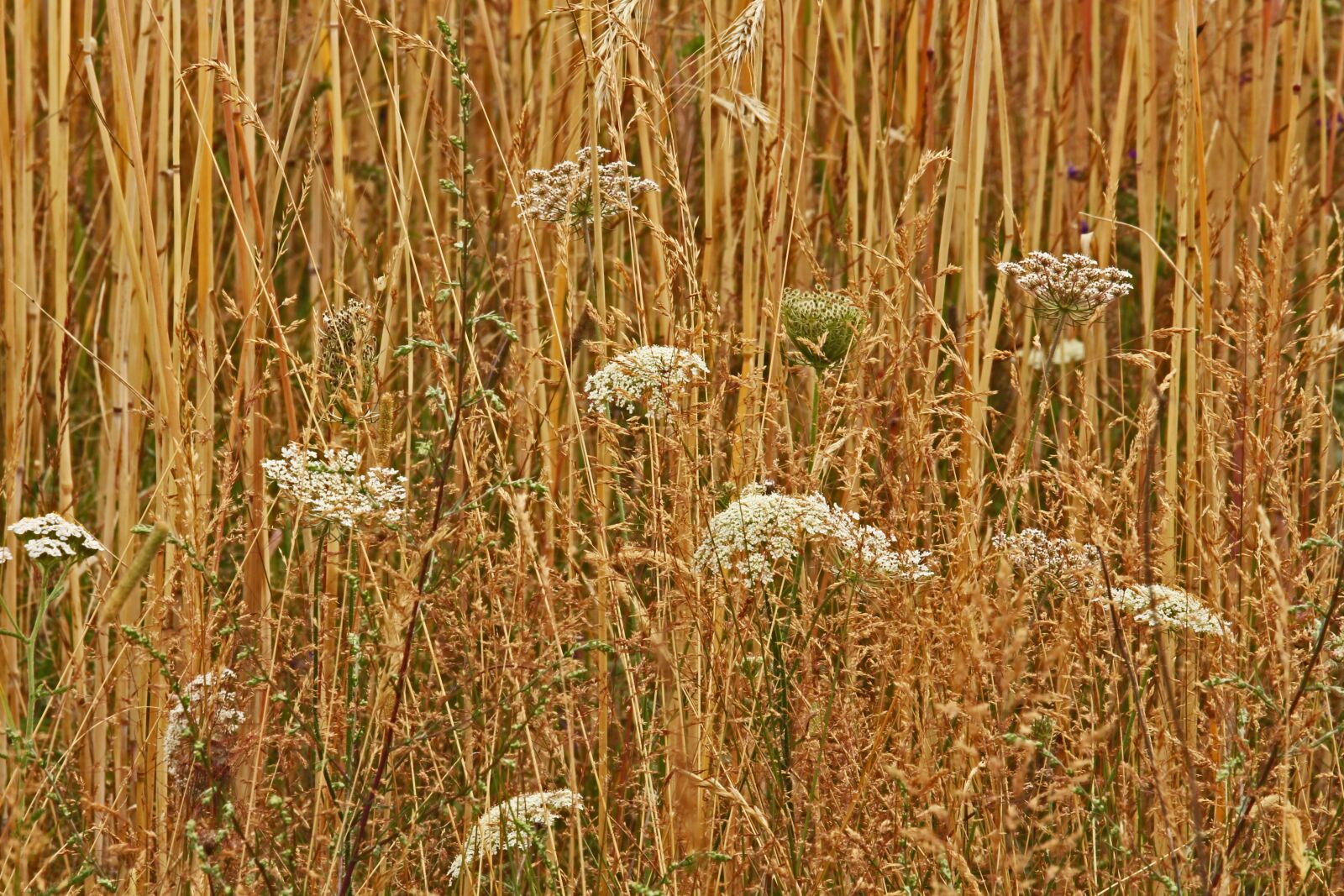 Canon EF-S 55-250mm F4-5.6 IS STM sample photo. Field, harvest, lane photography