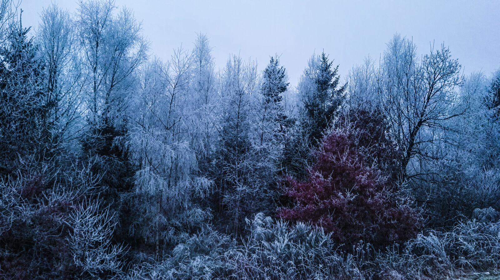 HUAWEI P8 sample photo. Ice, snow, trees, winter photography