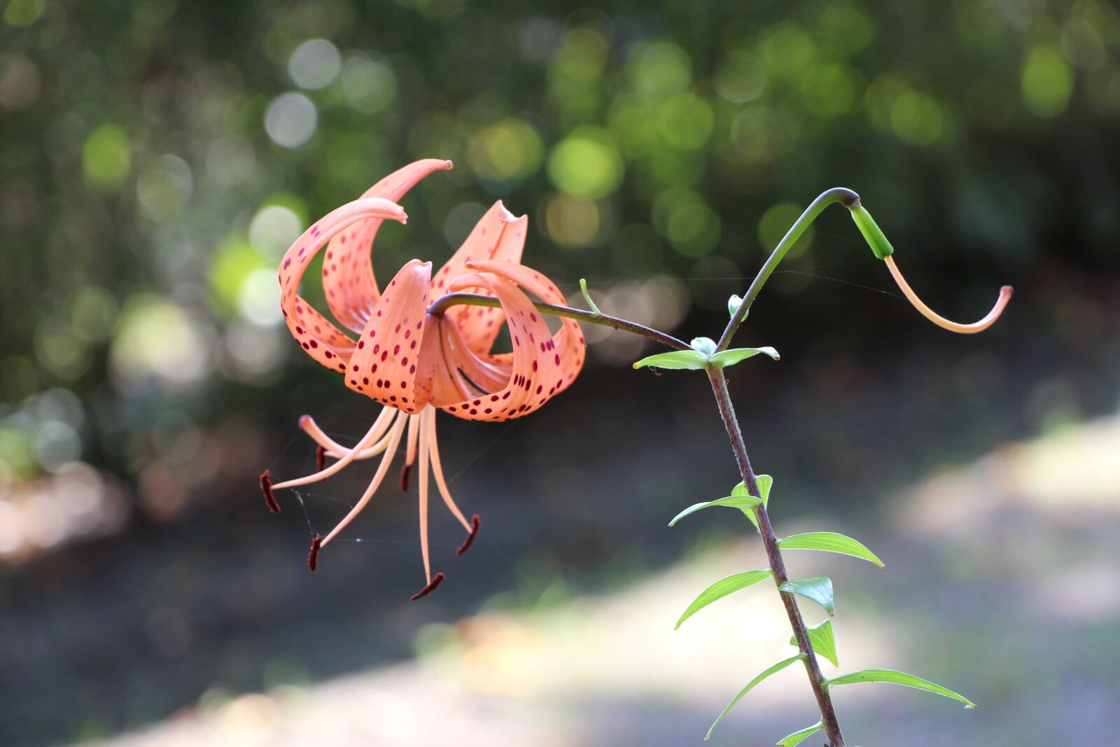 Canon EOS 650D (EOS Rebel T4i / EOS Kiss X6i) sample photo. Flower, garden, blossom photography