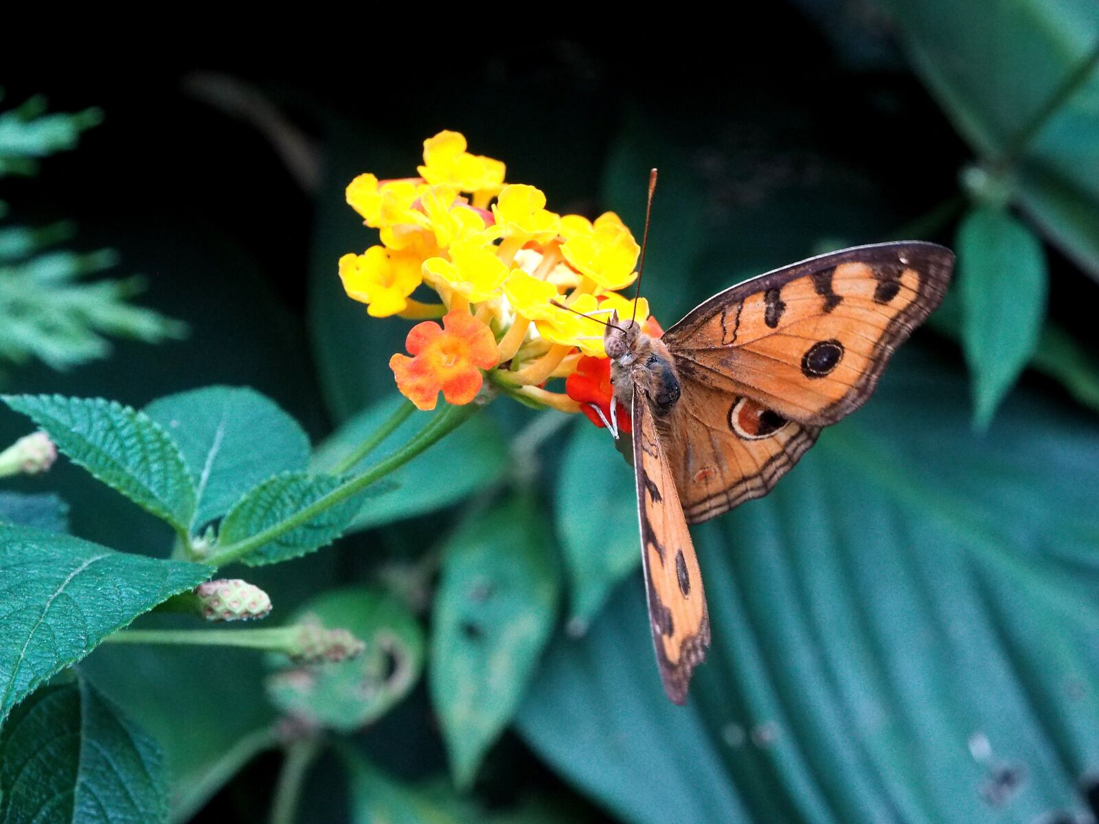 Olympus OM-D E-M1 + OLYMPUS M.12-50mm F3.5-6.3 sample photo. Butterfly, insect, flower photography