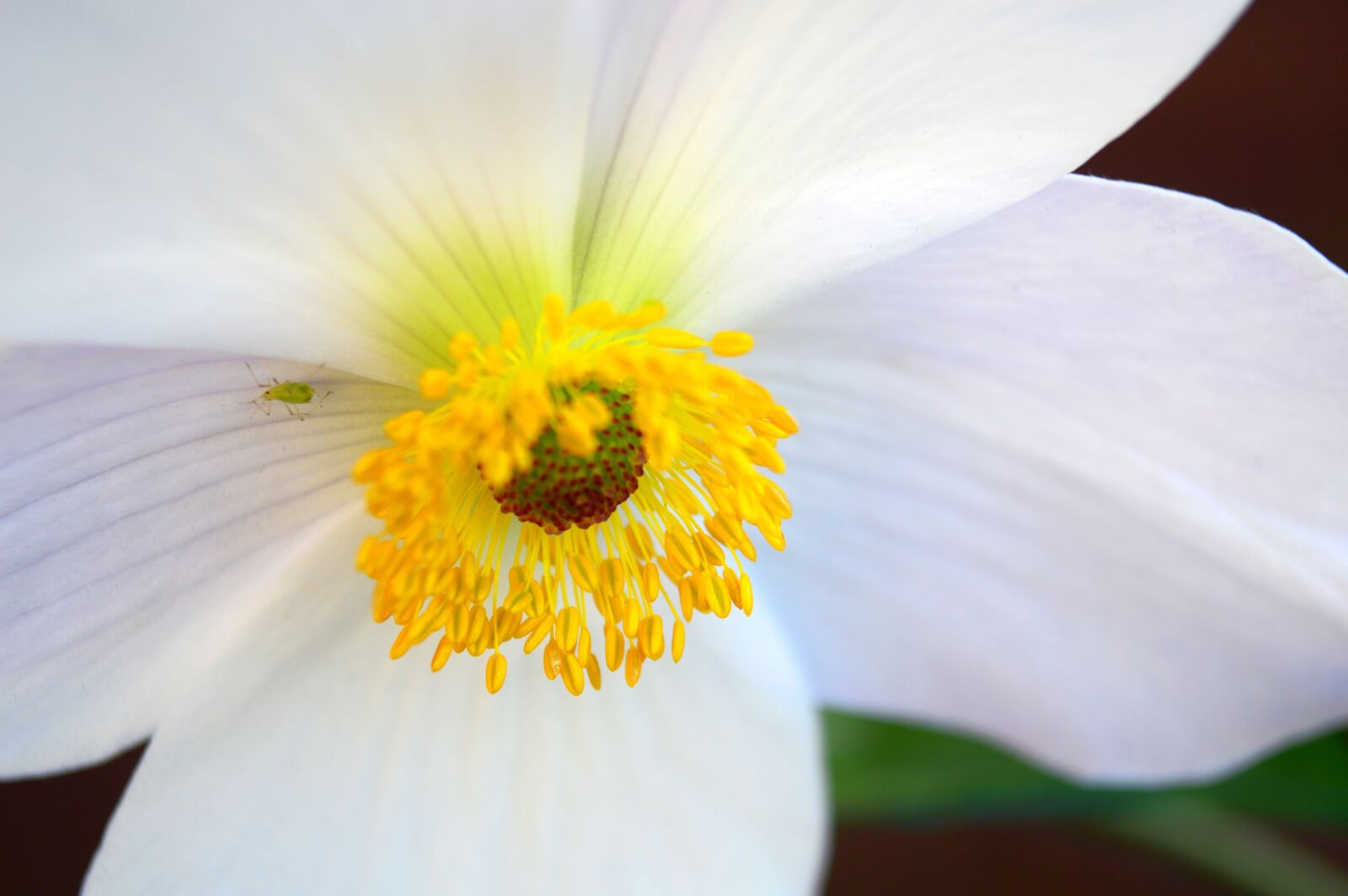 Nikon D3200 sample photo. Anemone, white, flower photography
