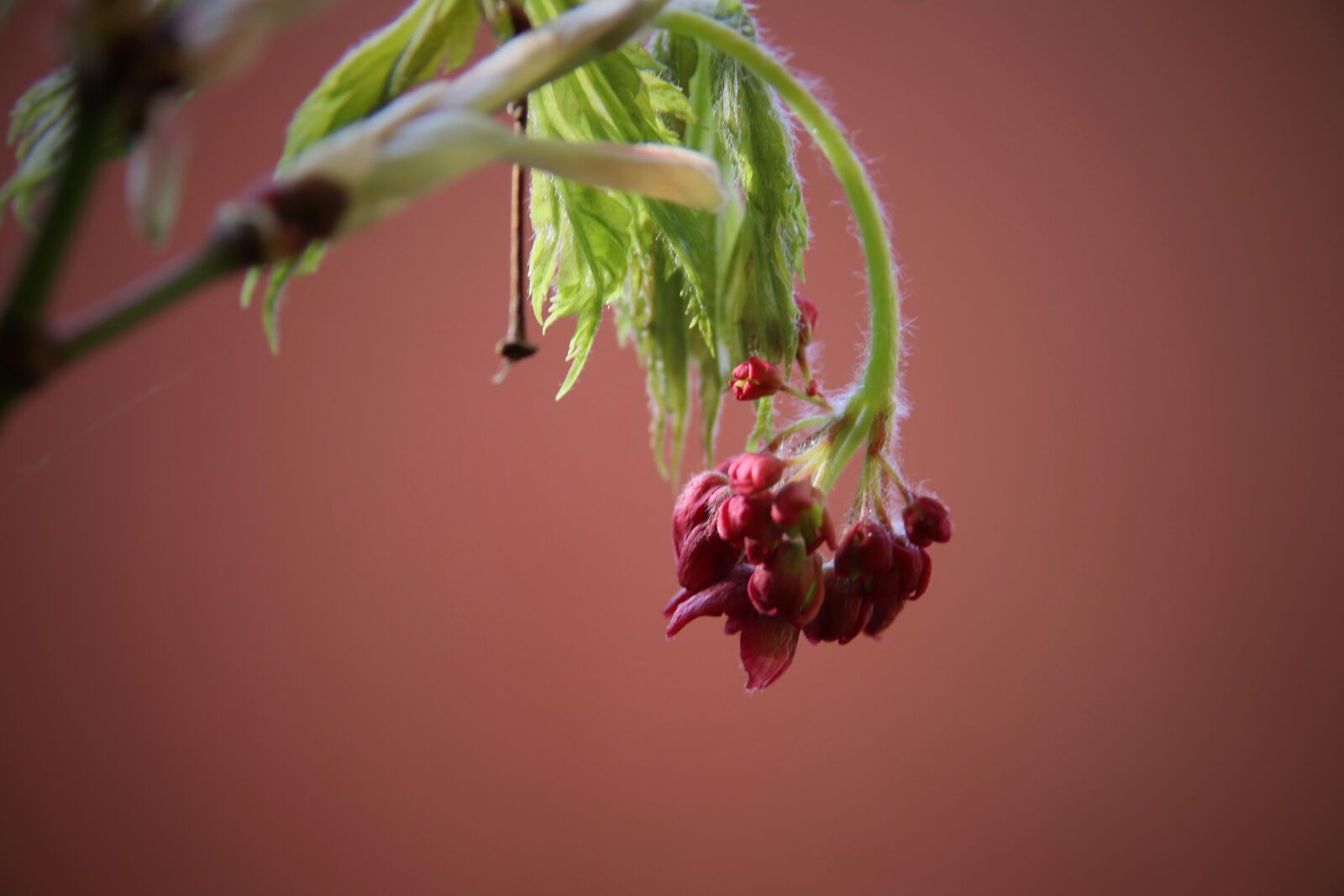 Canon EOS 800D (EOS Rebel T7i / EOS Kiss X9i) sample photo. Maple blossom, maple bud photography