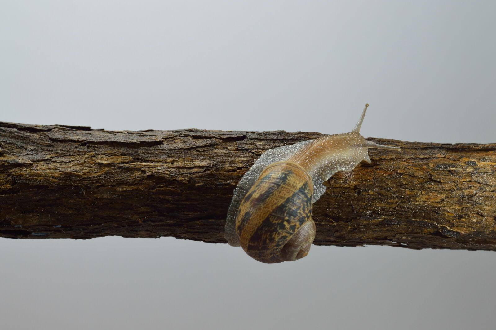Nikon D3200 sample photo. Blur, close, up, focus photography