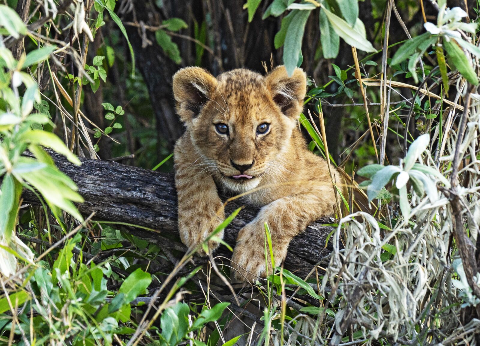 LEICA DG 100-400/F4.0-6.3 sample photo. Kenya, lion cub, safari photography