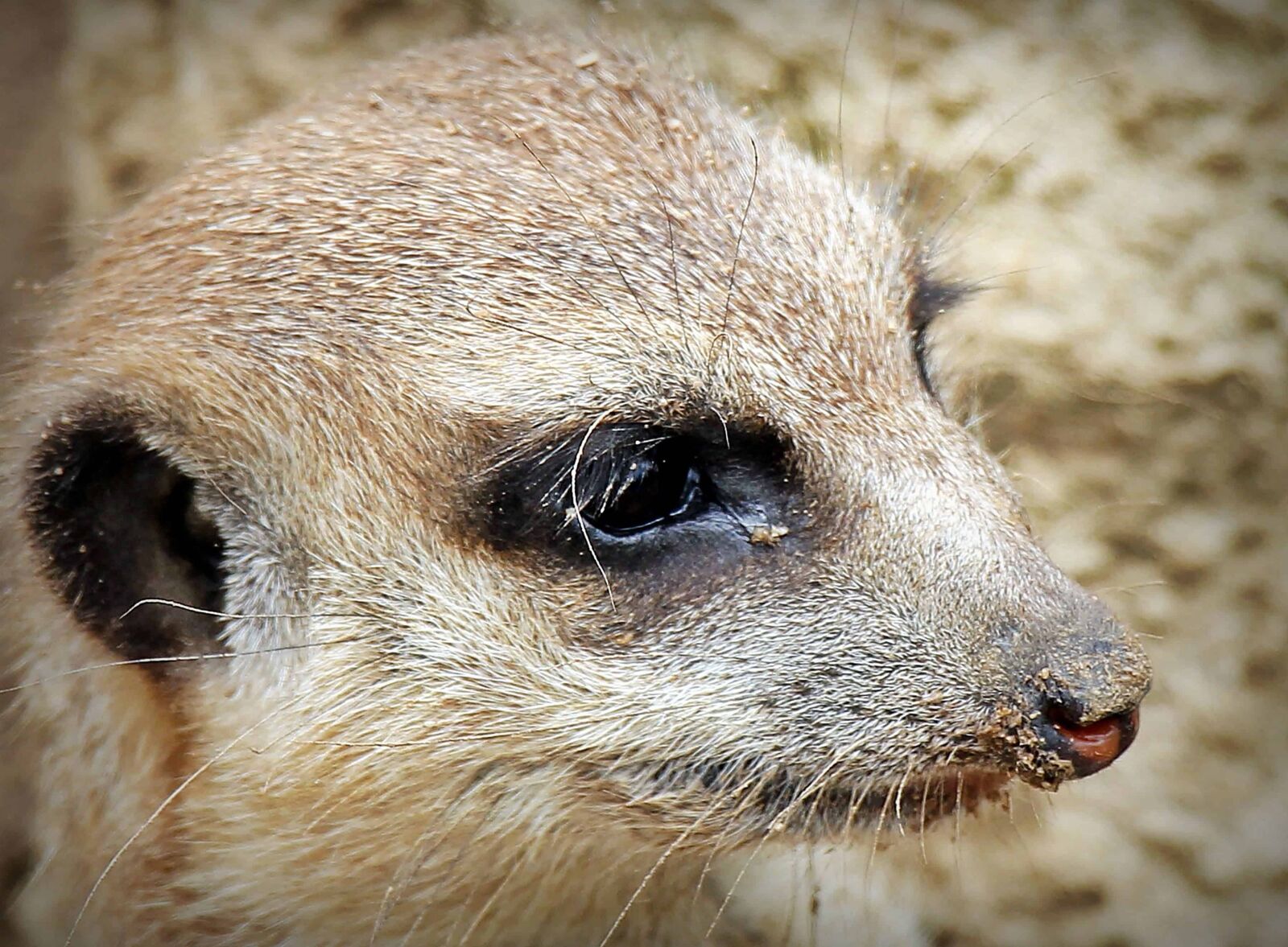 Canon EOS 550D (EOS Rebel T2i / EOS Kiss X4) sample photo. Animal, mongoose, nature, fur photography