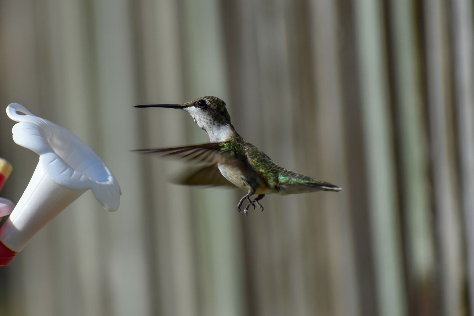 Nikon D3400 sample photo. Bird, nature, hummingbird photography