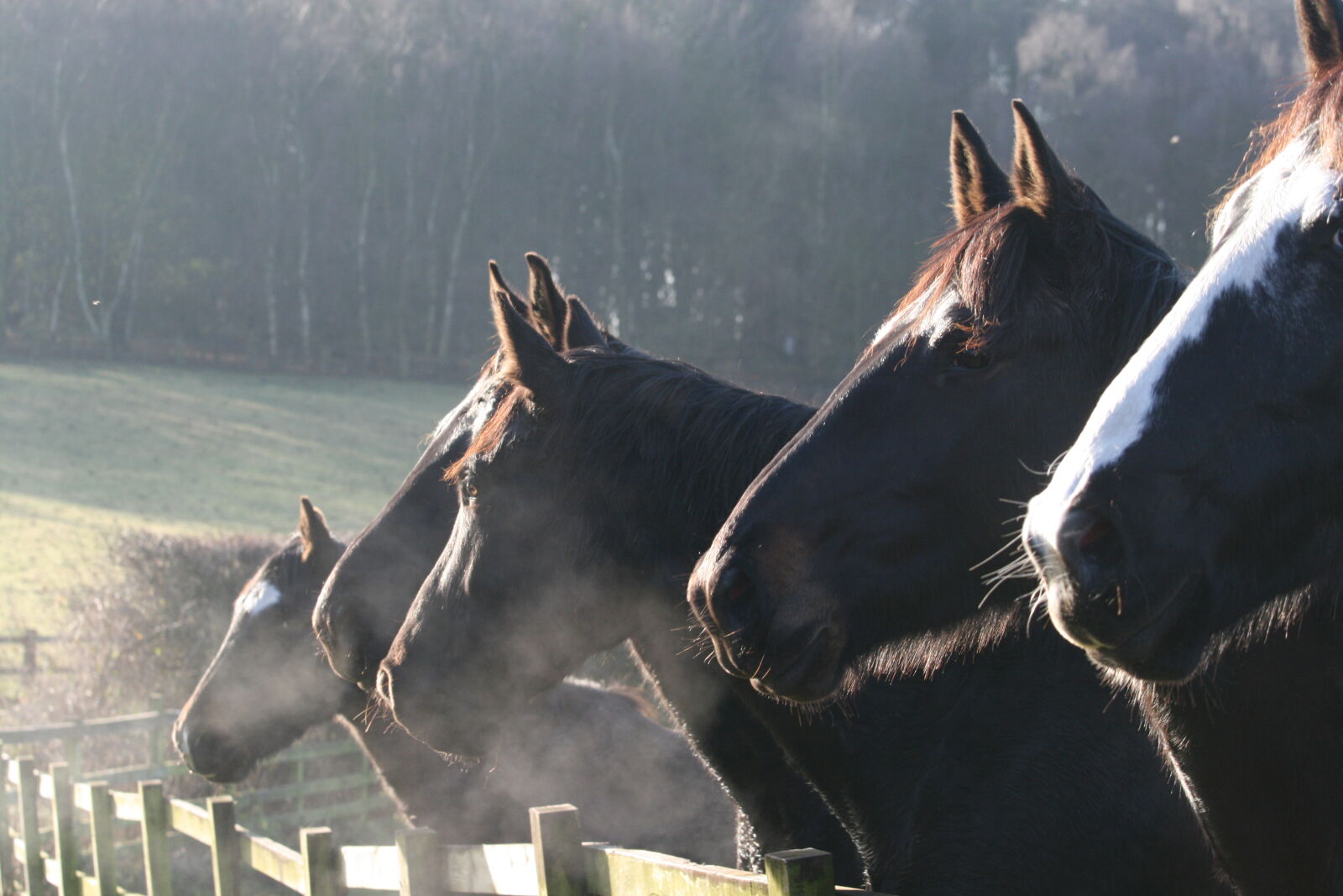 Canon EF 70-200mm F4L IS USM sample photo. Horse, horse, head photography