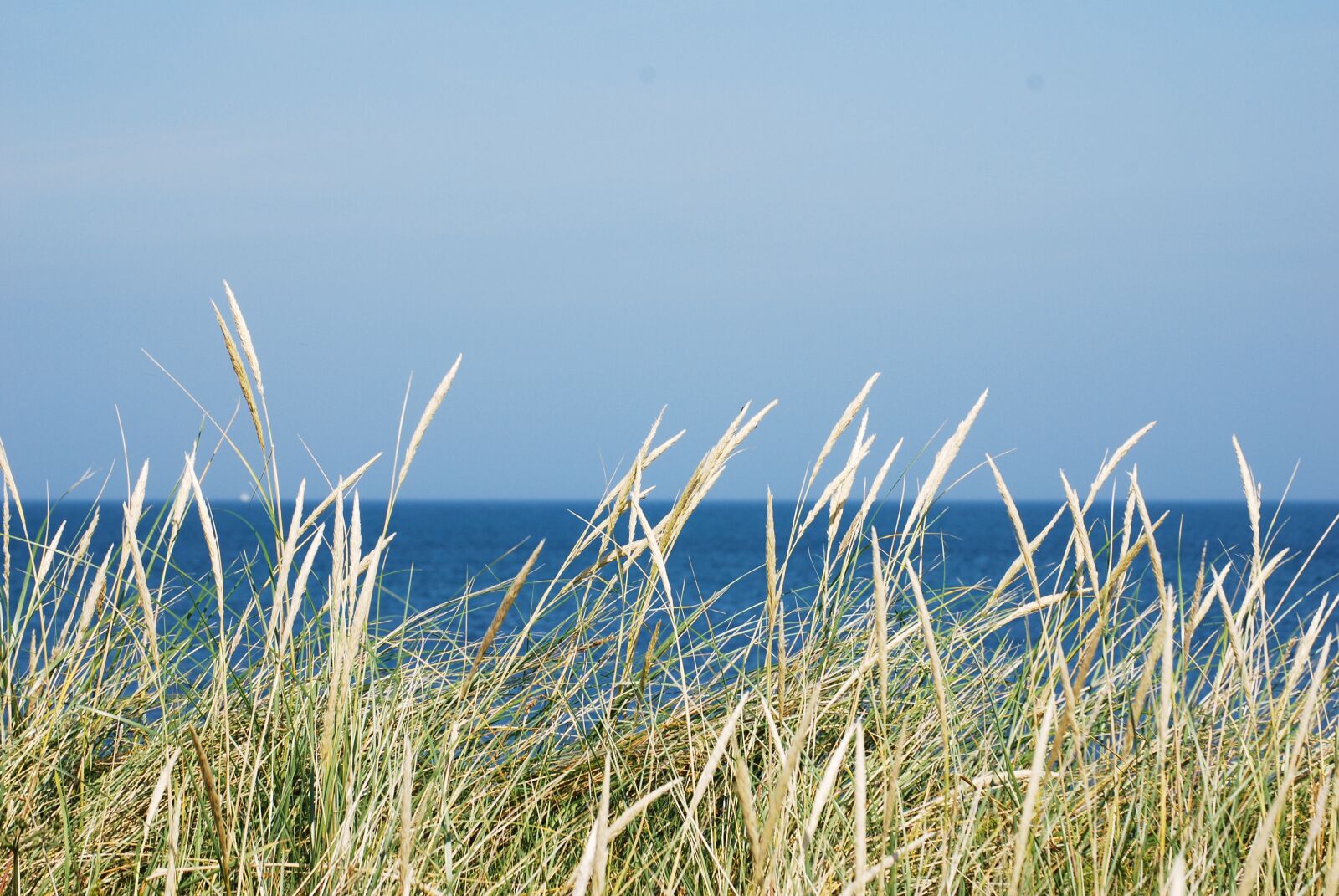Nikon D80 sample photo. Beach, straw, lyme grass photography