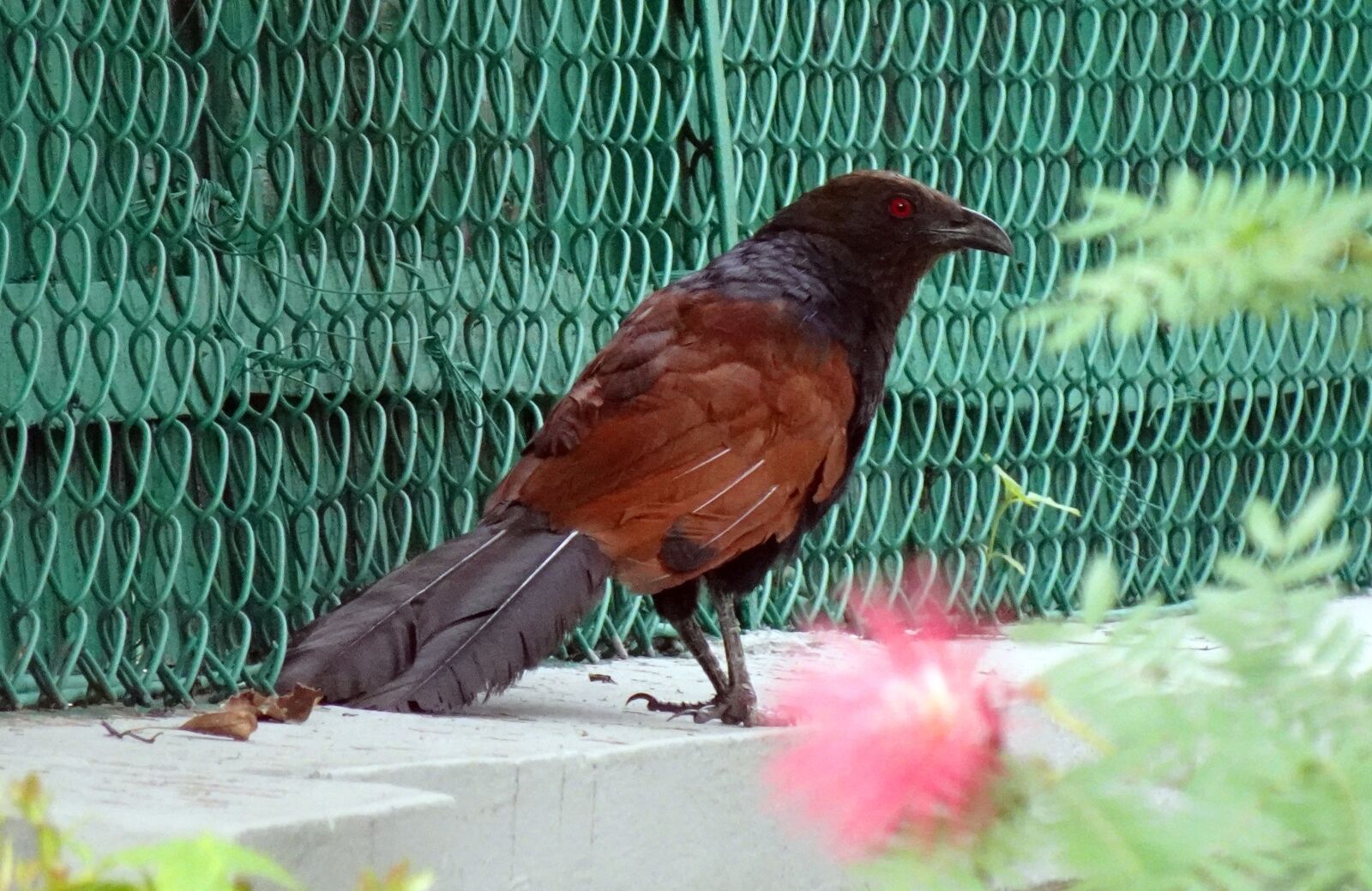 Sony DSC-WX800 sample photo. Bird, greater coucal, crow photography