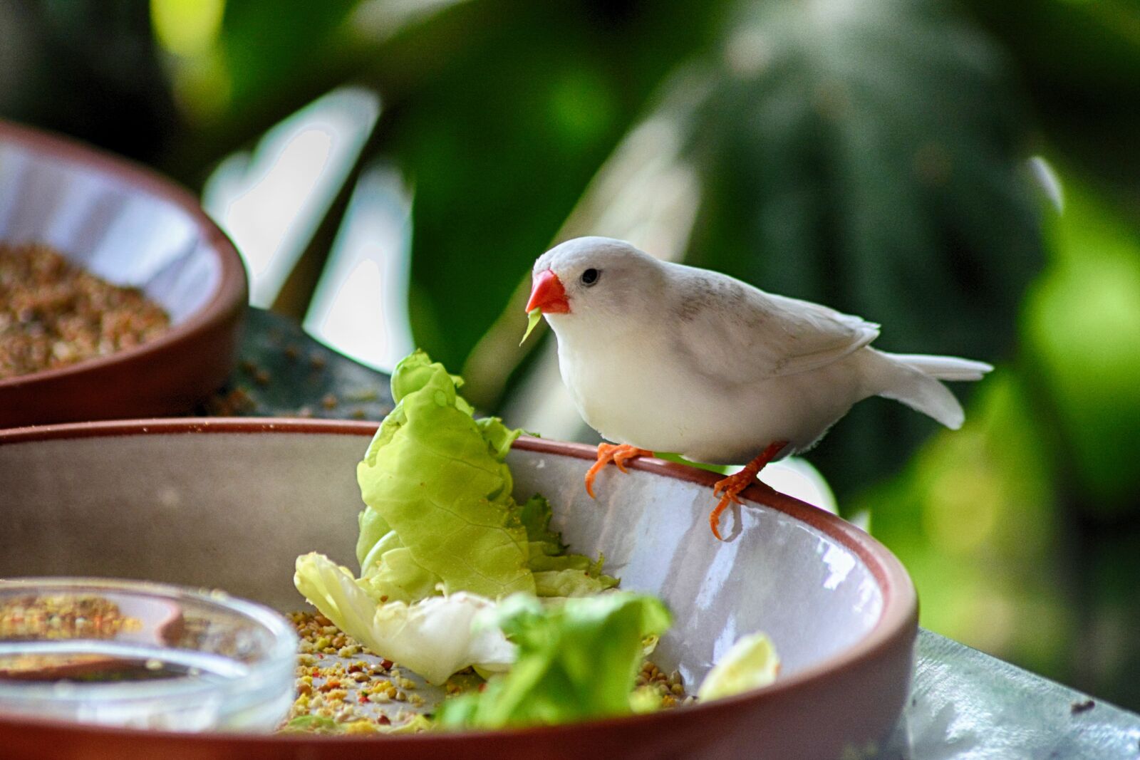 Nikon D5200 sample photo. Bird, eat, plumage photography