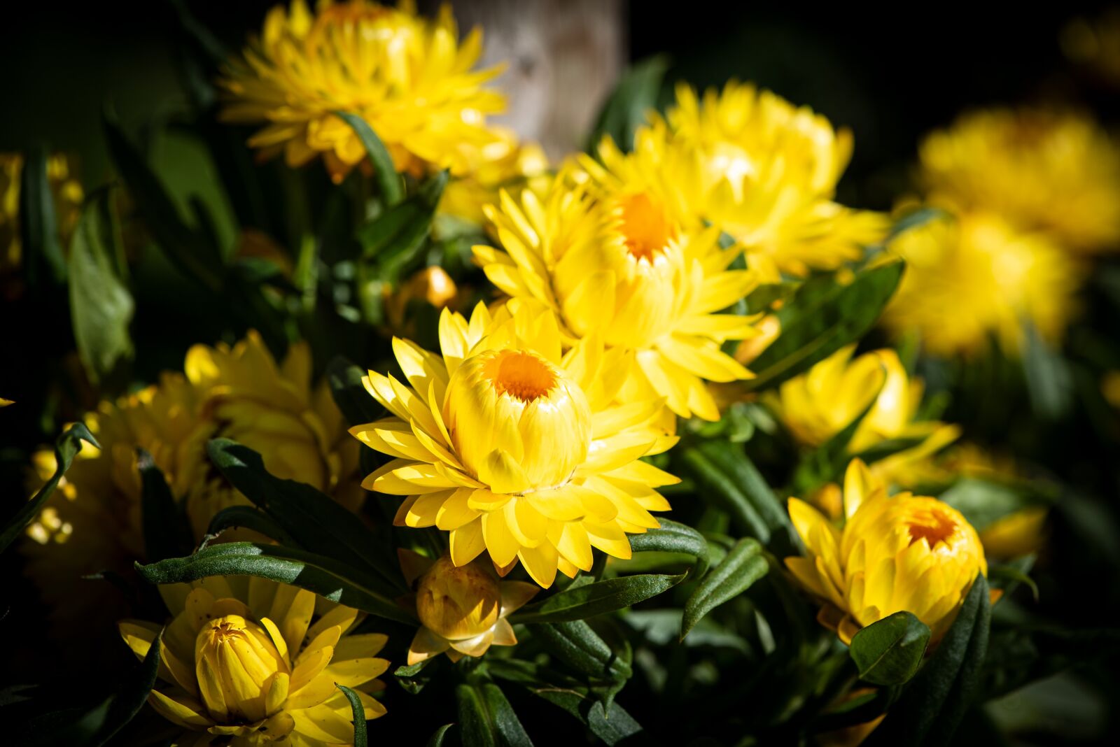 Nikon D750 sample photo. Flowers, petals, leaves photography