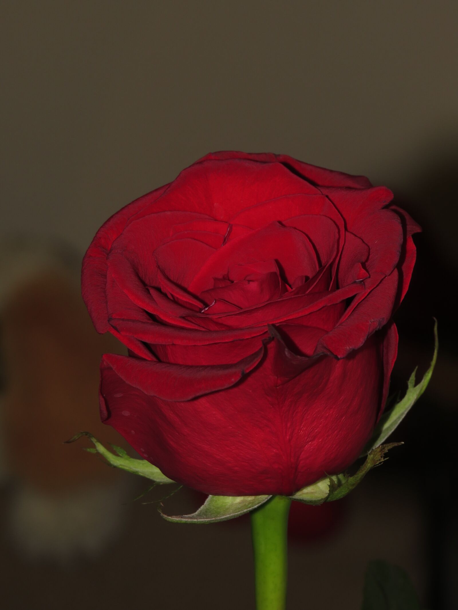 Canon PowerShot SX540 HS sample photo. Rose, flower, red rose photography