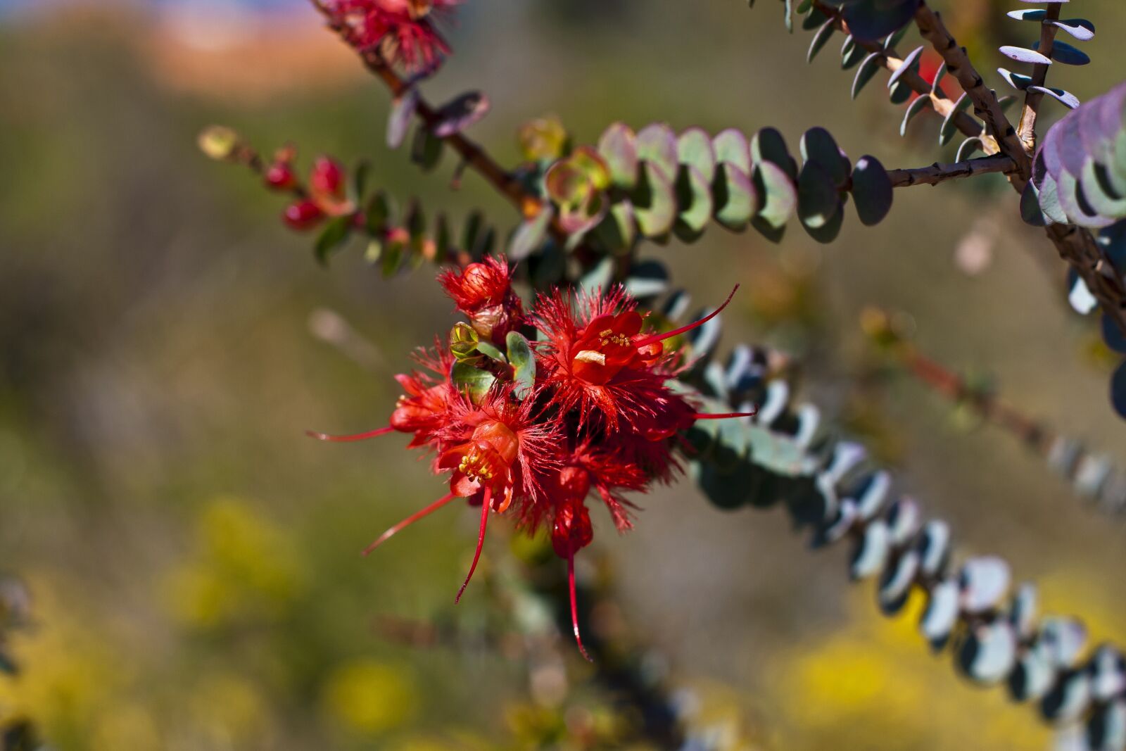 Canon EF 50mm F1.4 USM sample photo. Feather flower, verticordia grandis photography